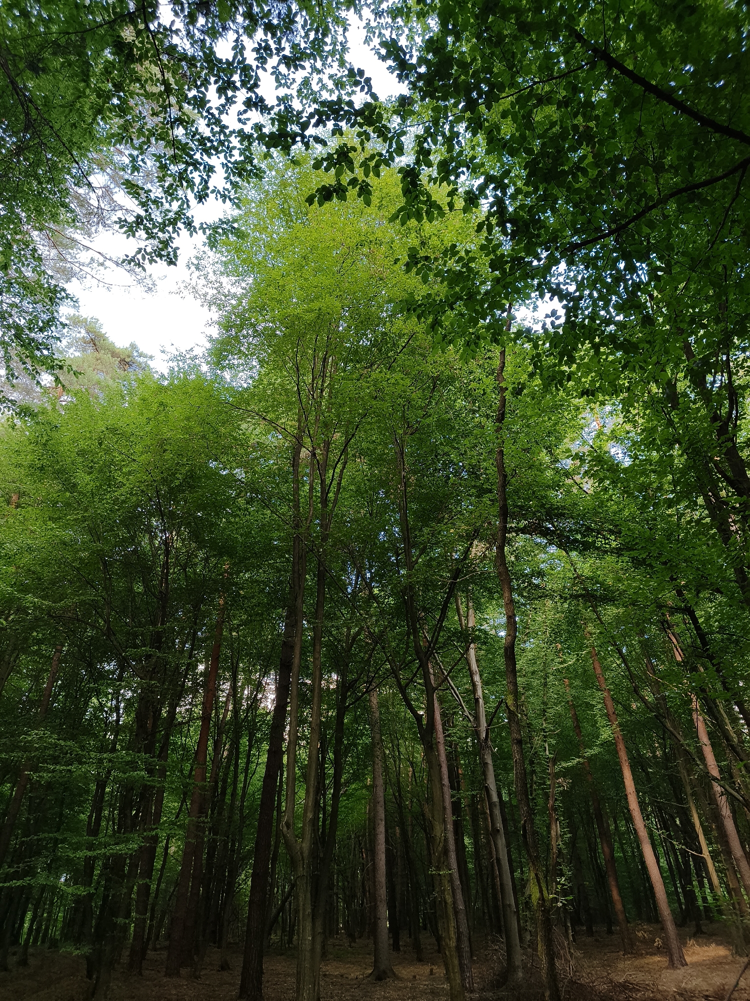 Solotvyno, Ukraine