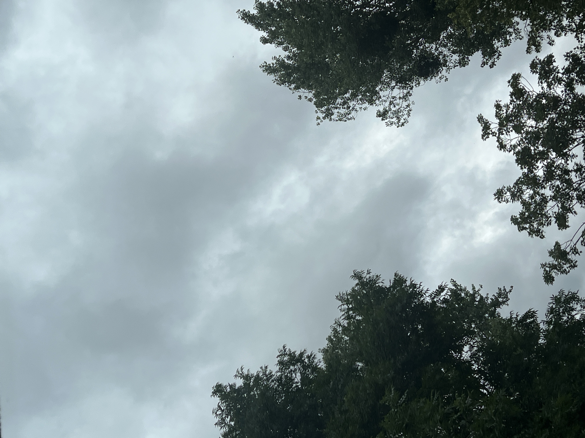 Heavy overcast sky looms over Warsaw treetops