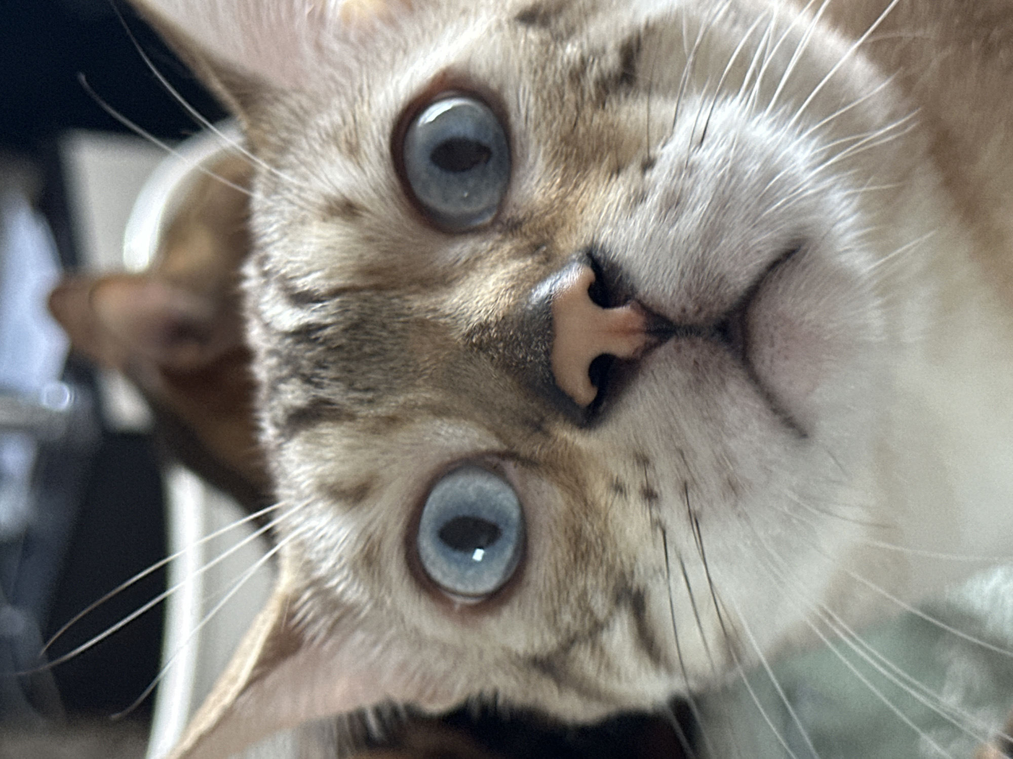 Blue-eyed Bengal cat in a direct, close-up portrait