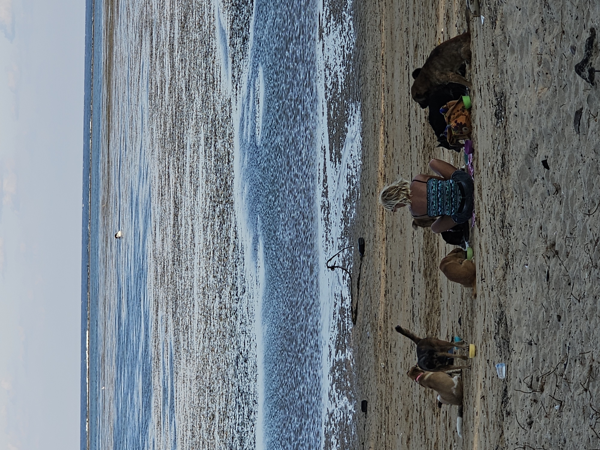Woman plays with dogs on Denpasar beach morning scene