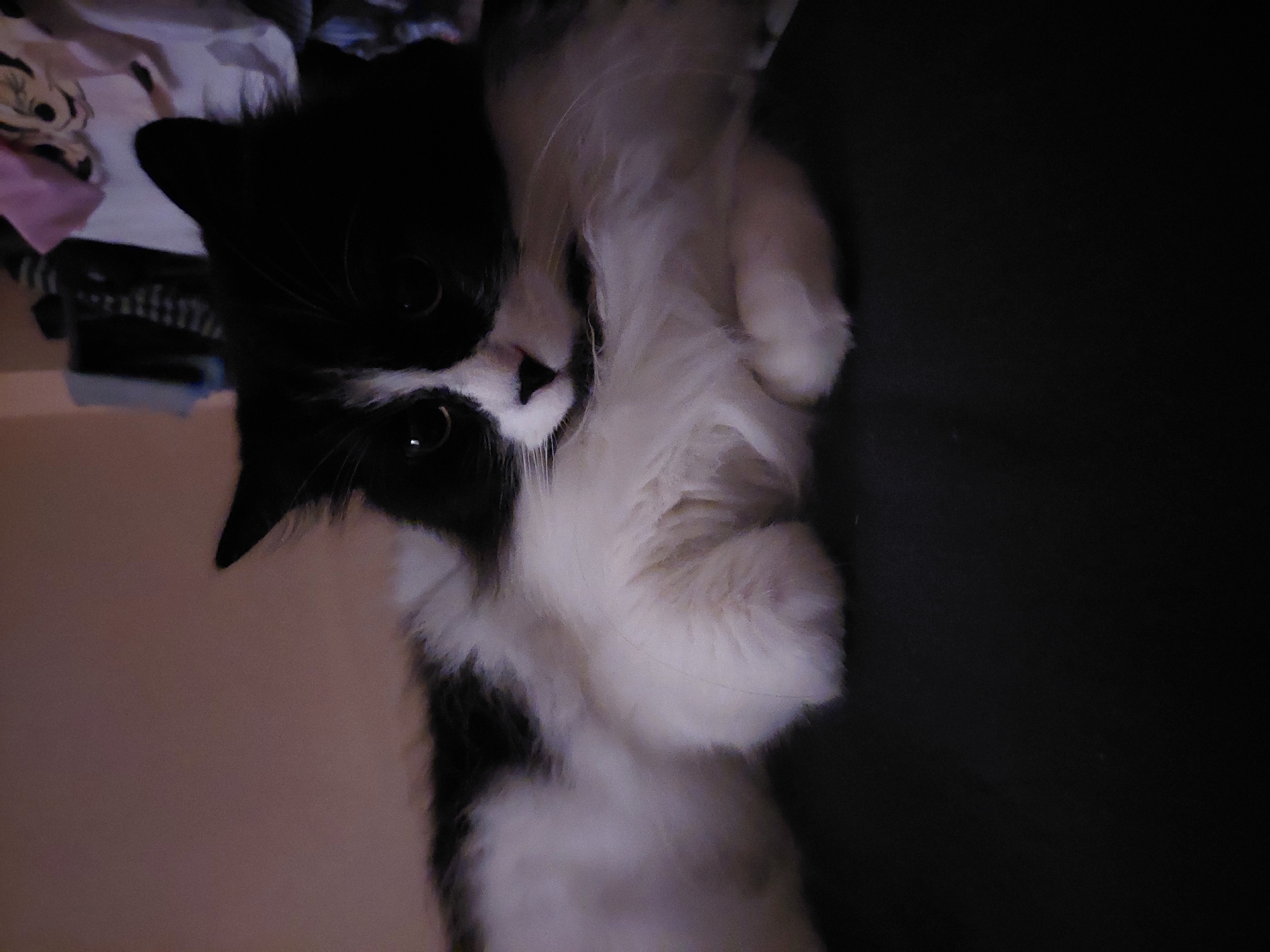 Evening domestic life documented in Plovdiv home with cat, resident