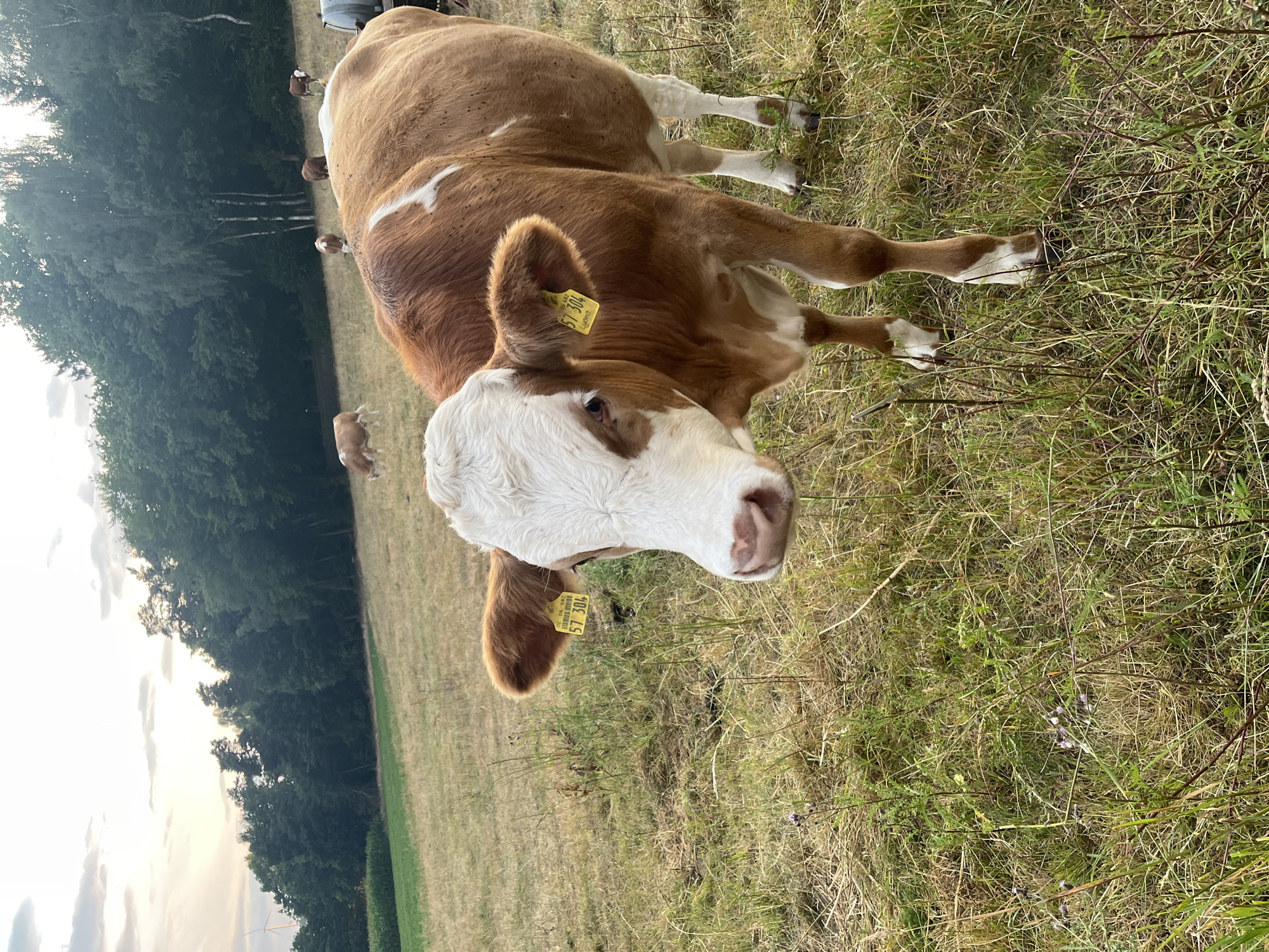 Tagged cow named Lyra grazing in a Neustadt field
