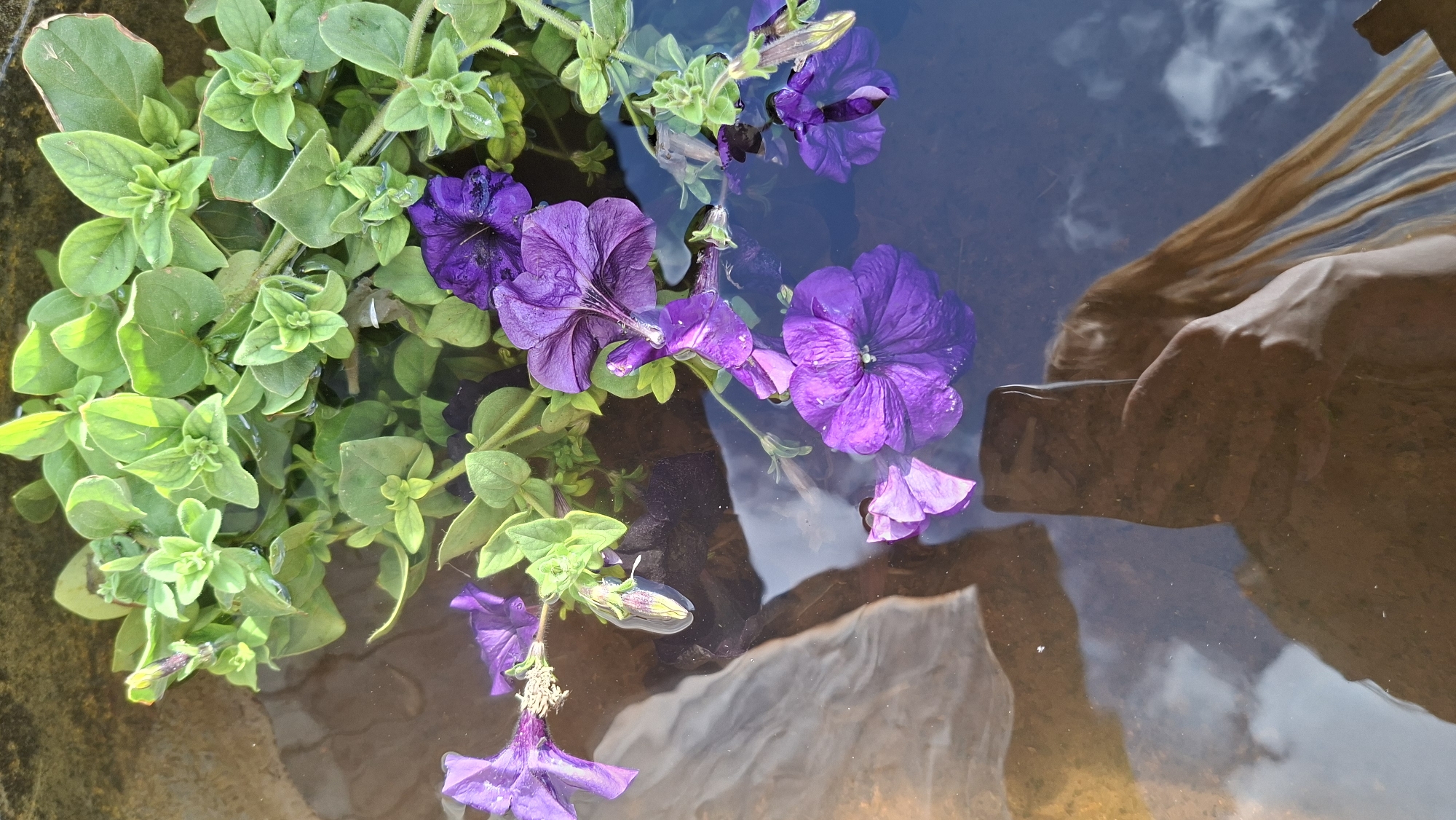 Lazy summer day in a Russian yard: flowers, cats, and kids
