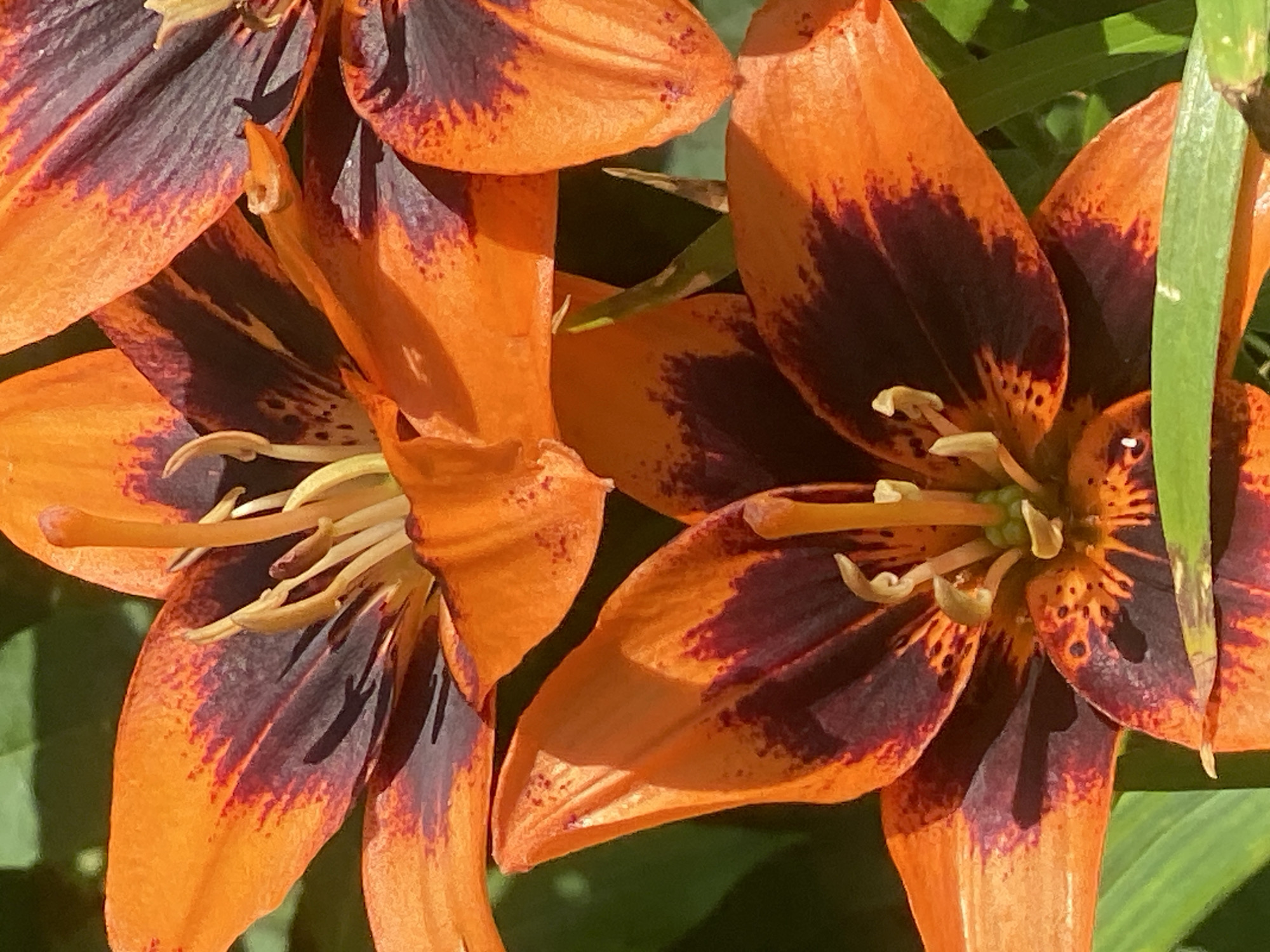 Close-up wildflower and garden shots from Novokuznetsk