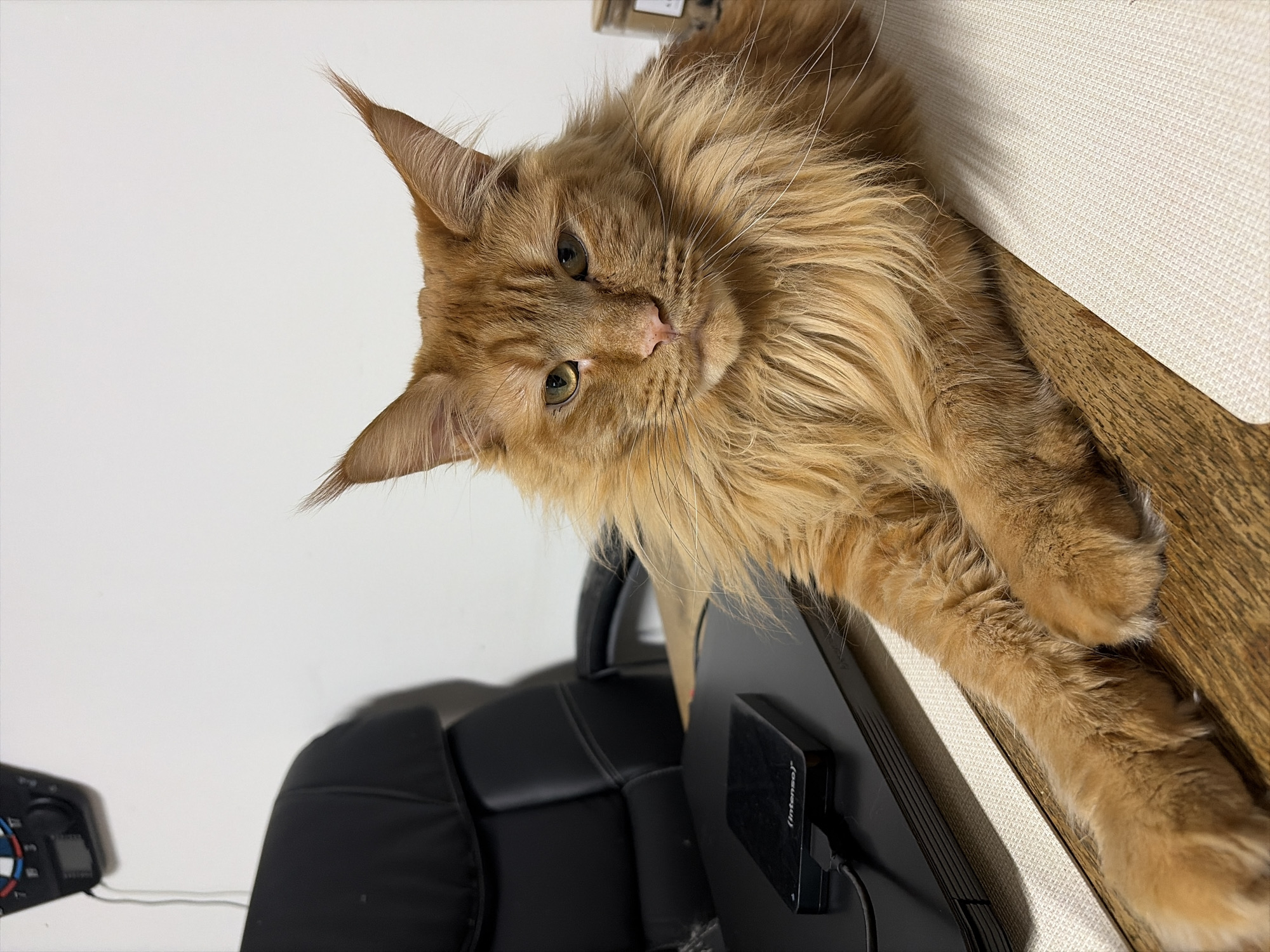Ginger Maine Coon chills and yawns on a desk in Veurne