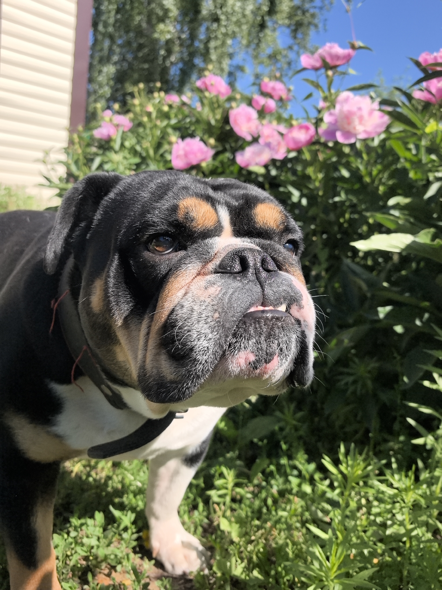 English Bulldog photographed among pink peonies in Russian garden