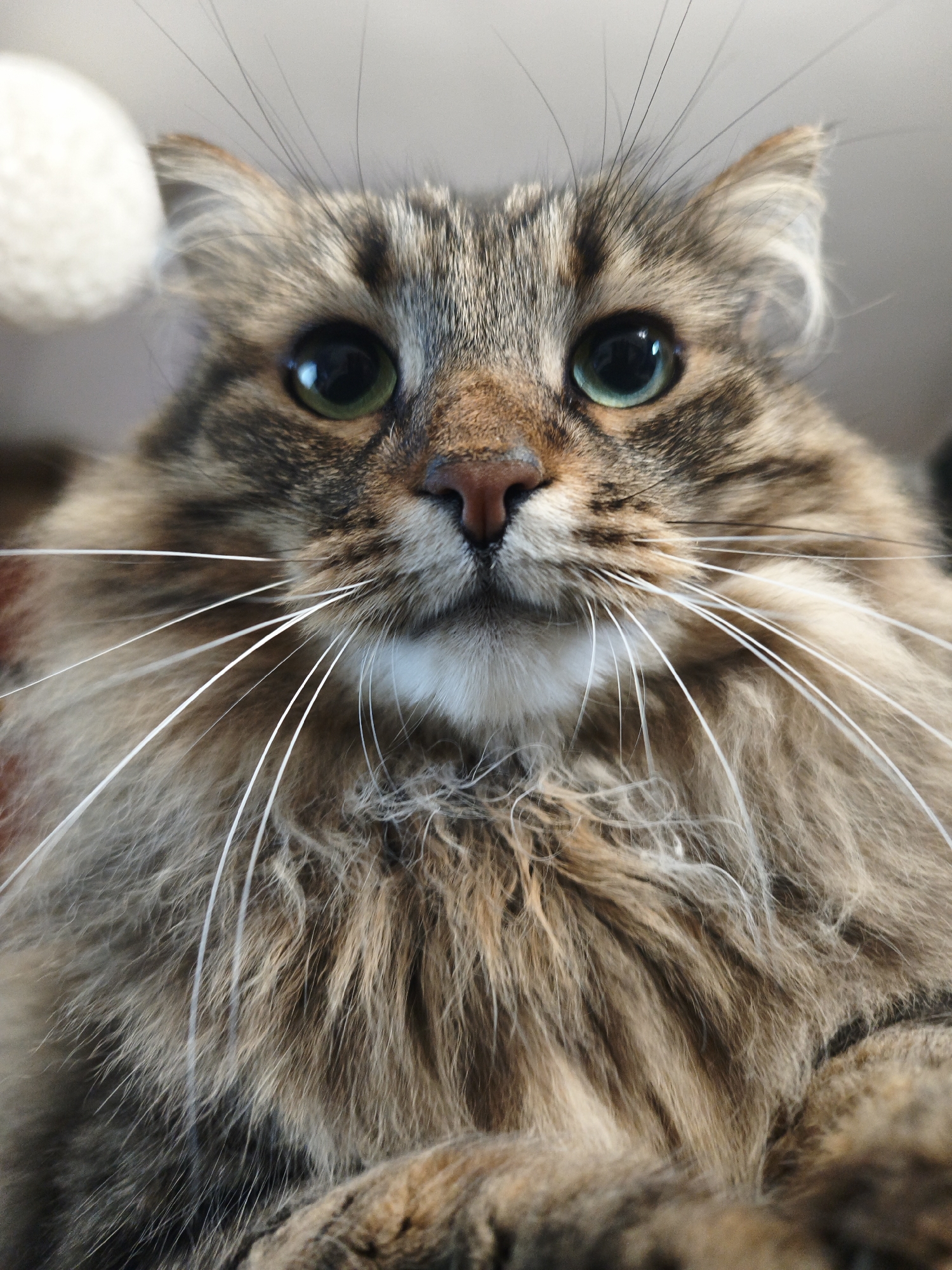 Close-up portraits of tabby and grey cats.