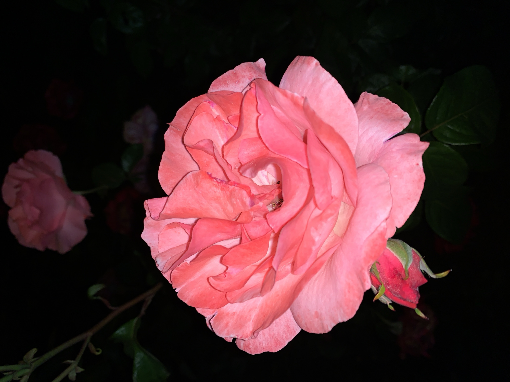 Nighttime Urban Journey Captures Roses, Streets, and Transit Scenes