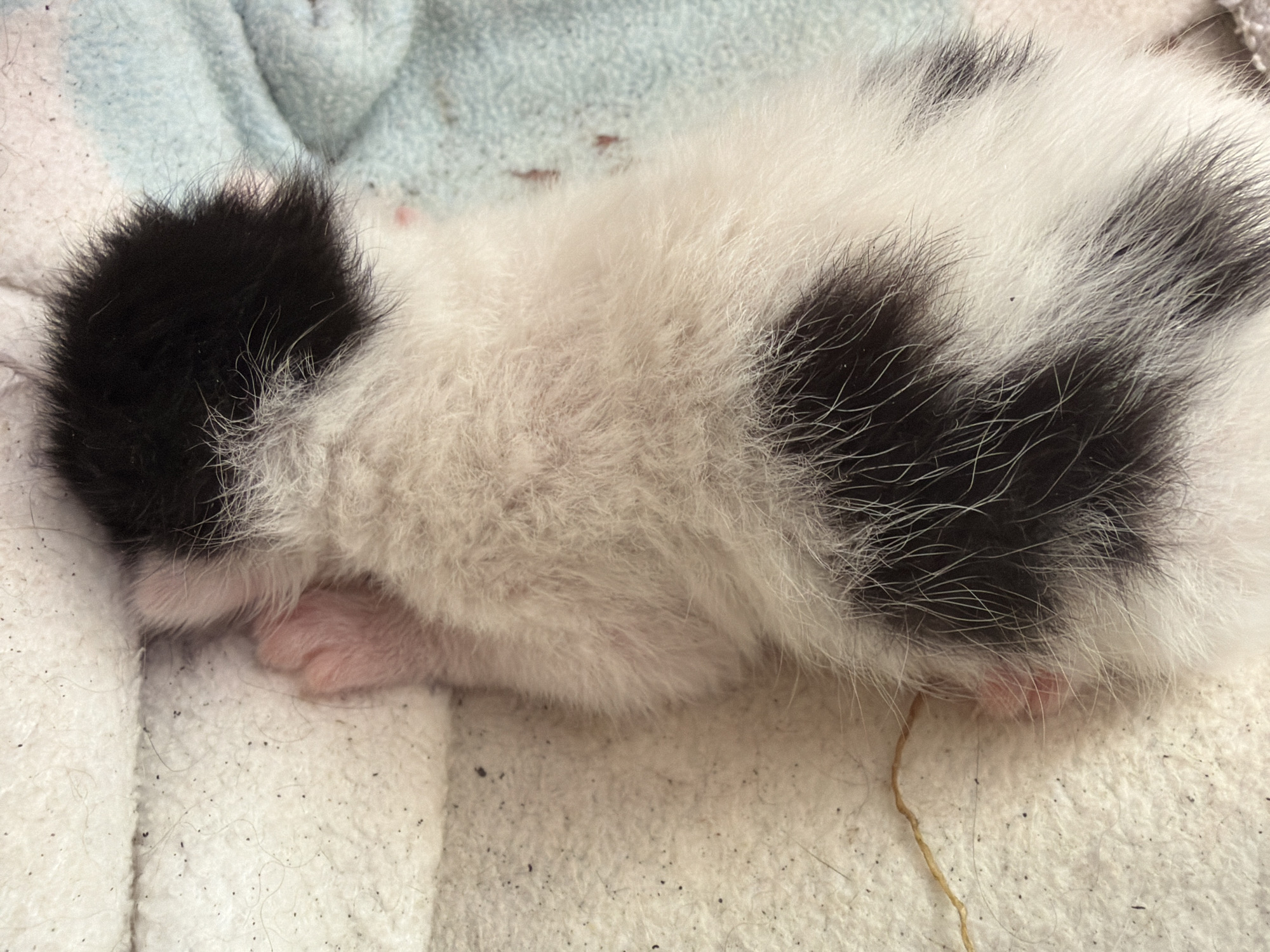 Girl holds newborn kitten in Montenegro village