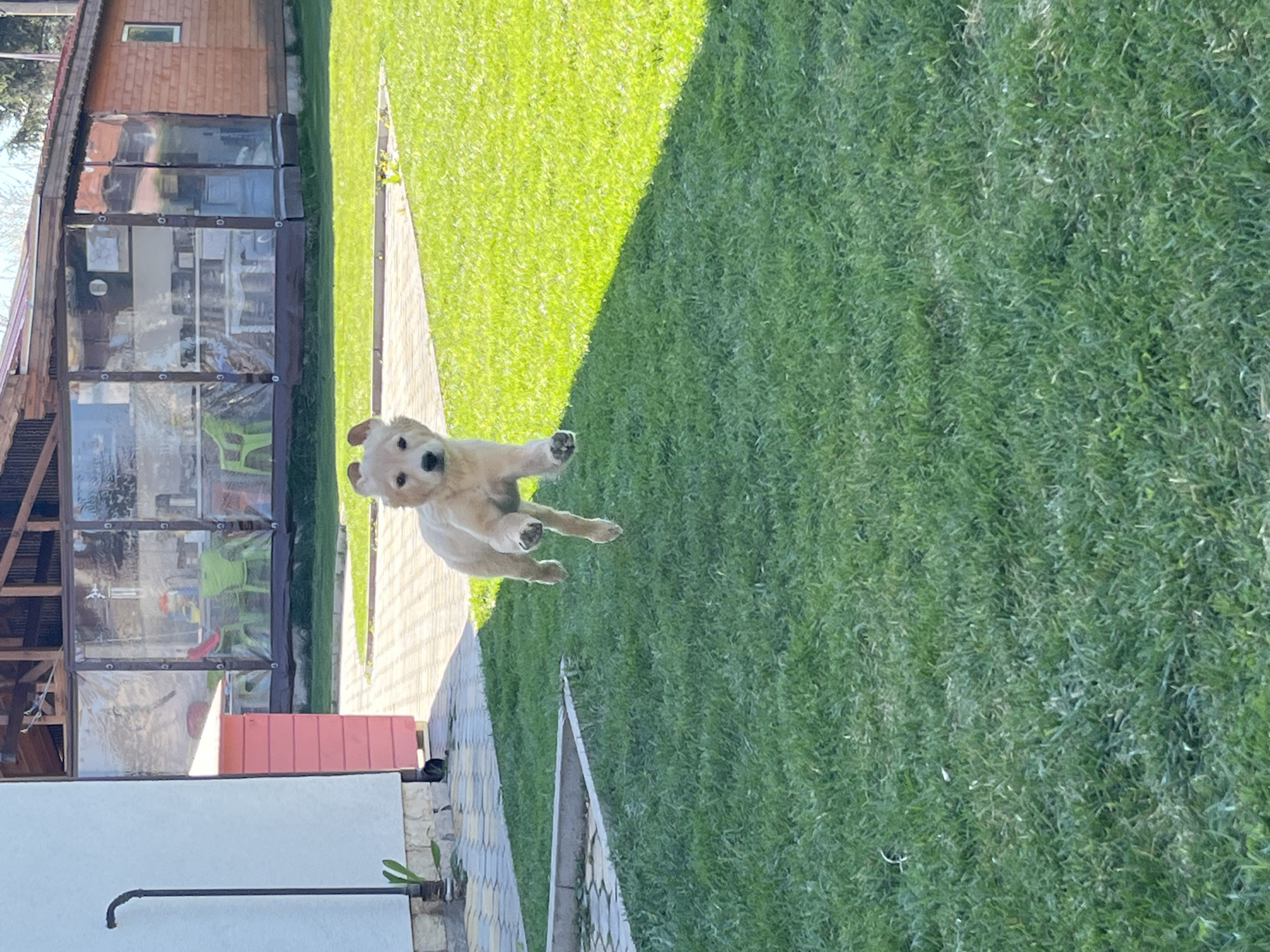 Golden retriever puppy captured mid-jump in Kostinbrod backyard