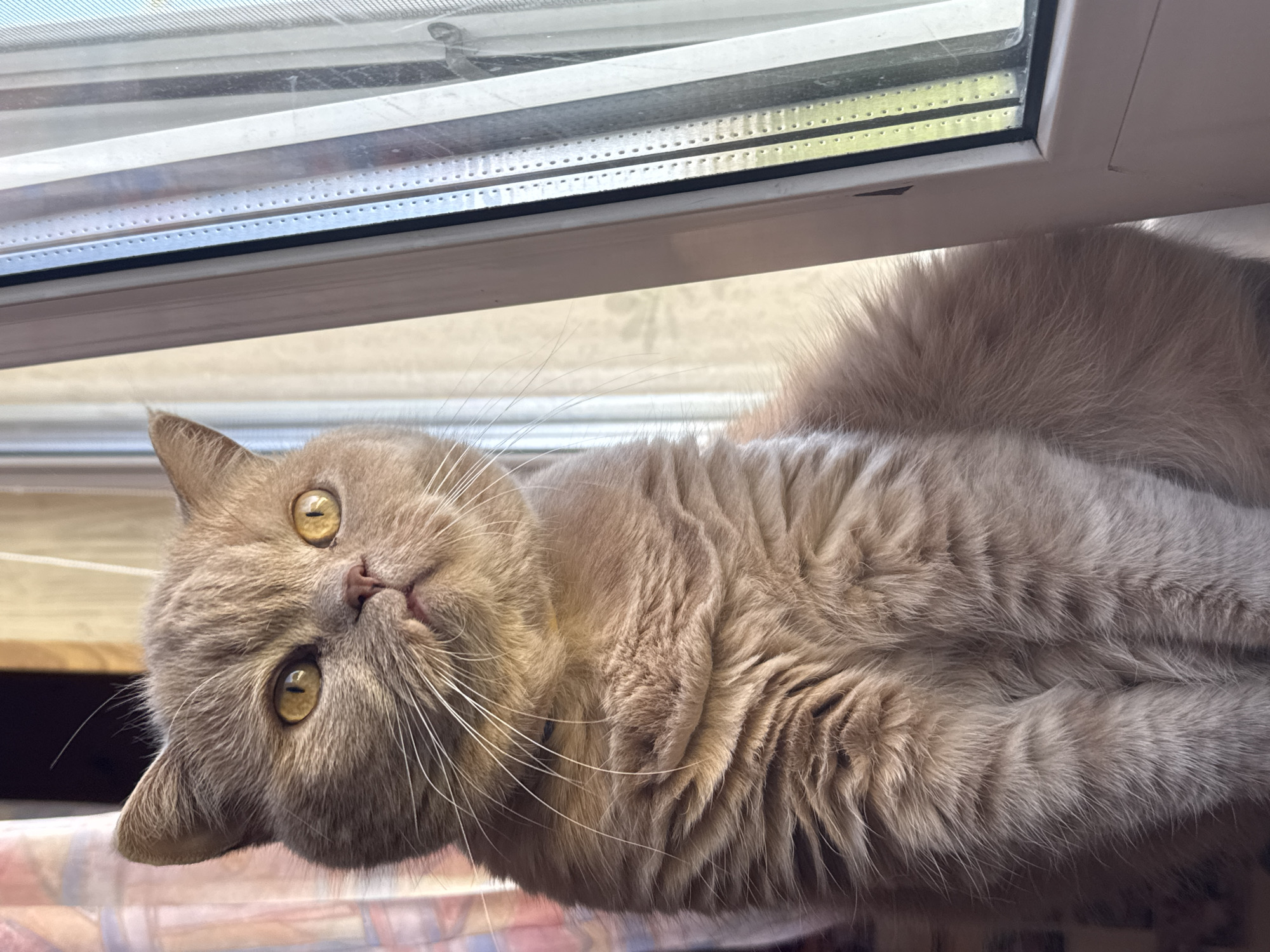 Cat owner documents hourlong afternoon with pet, food, garden
