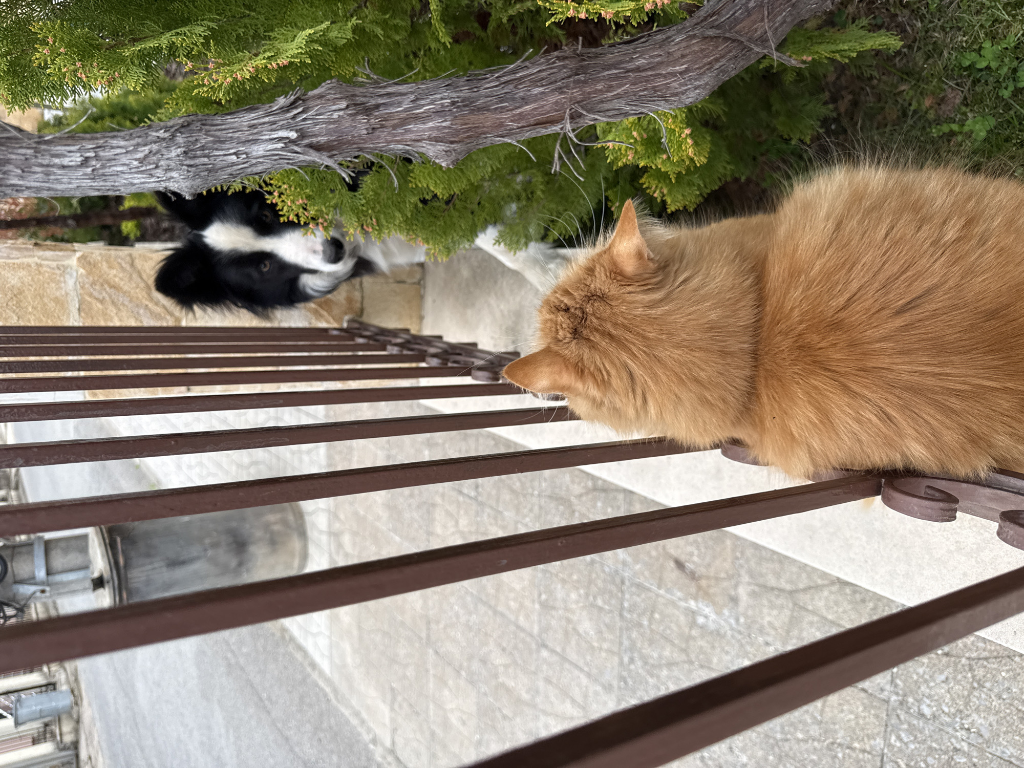 Ginger cat photographed on railing in Berkovitsa, Bulgaria