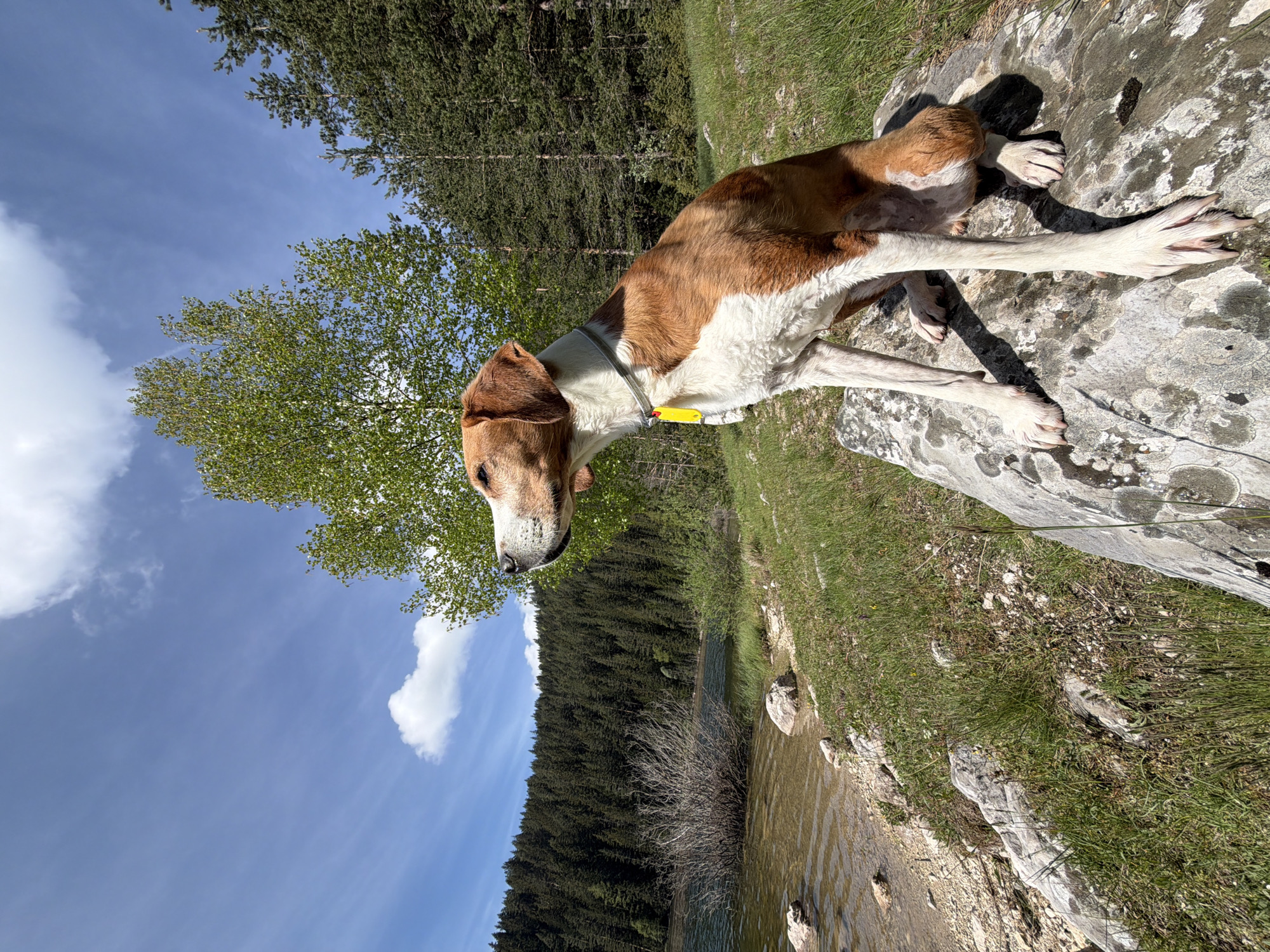 Morning lakeside gathering with woman, dog, pony in Montenegro