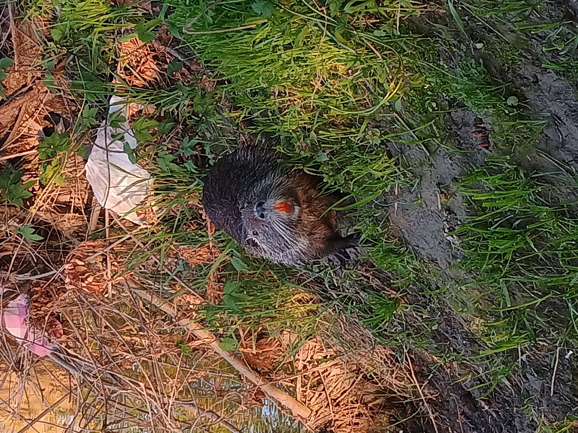 Nutria spotted along Plovdiv riverbanks during afternoon wildlife sightings