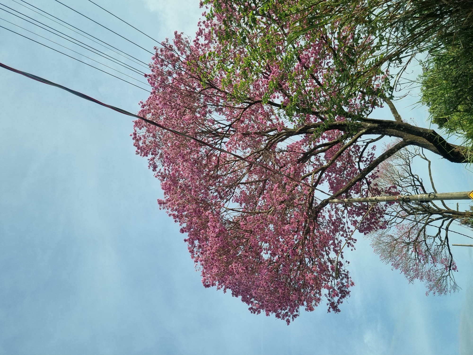 Pink ipê tree in full bloom on a Laranjal Paulista street