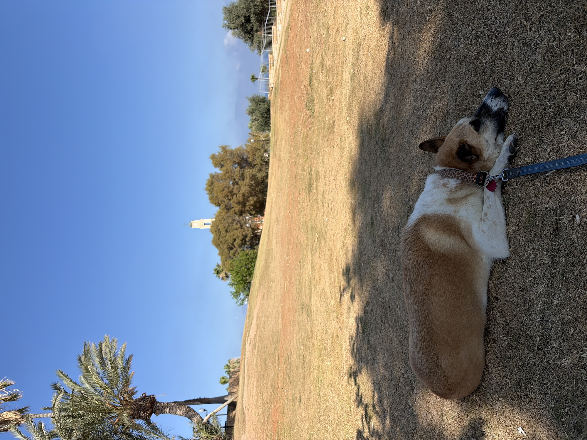 Dog chilling on dry grass in a Tel Aviv park
