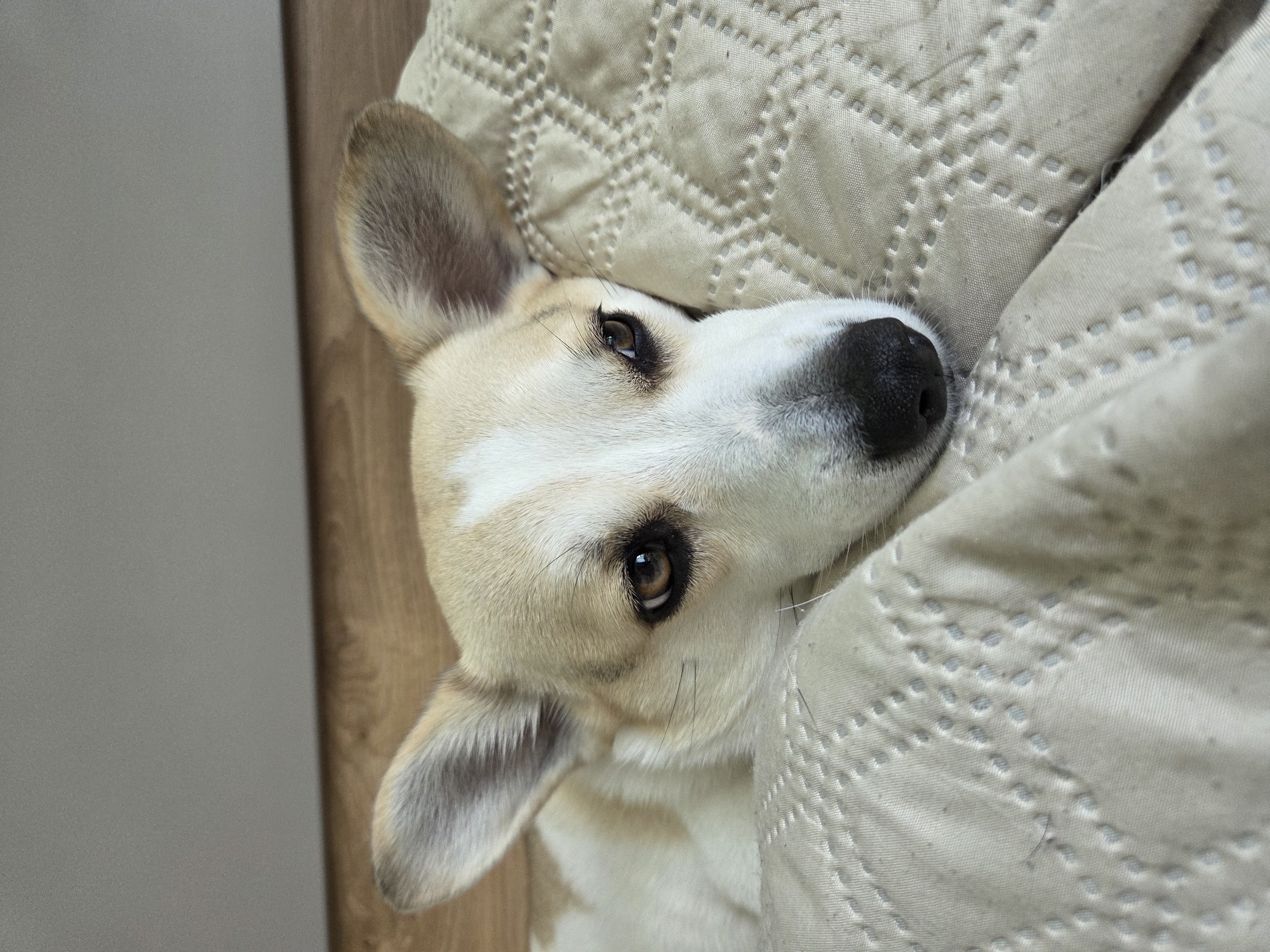 Pets Rest Peacefully During Saturday Morning at Home
