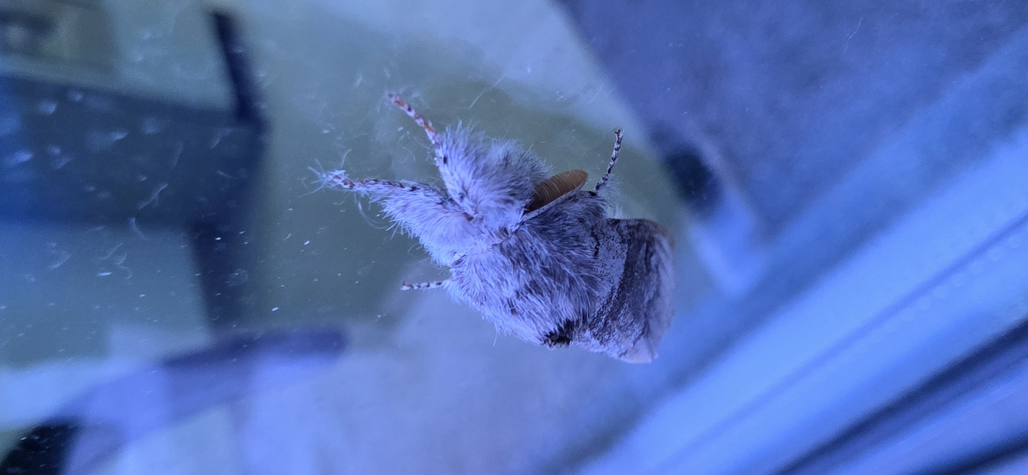 Moth and mayfly spotted in early morning Smolyan, Bulgaria