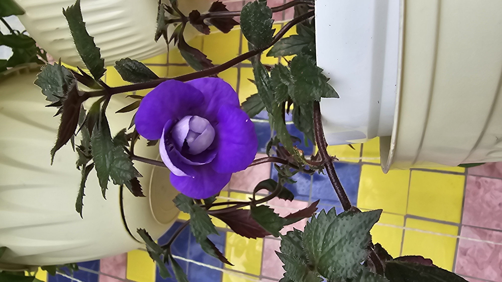 Colorful potted flowers arranged against patterned tiled walls
