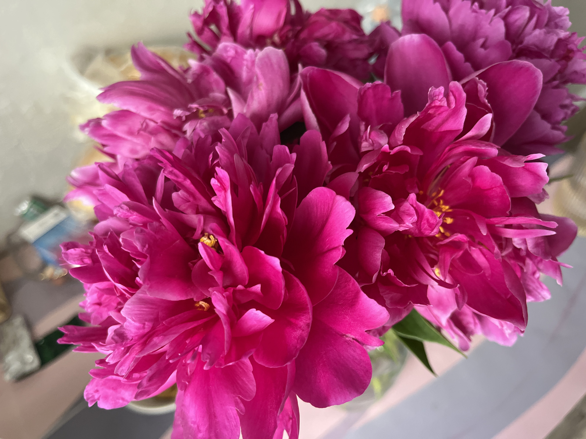 Pink peonies in full bloom, held and admired in Chaikovsky