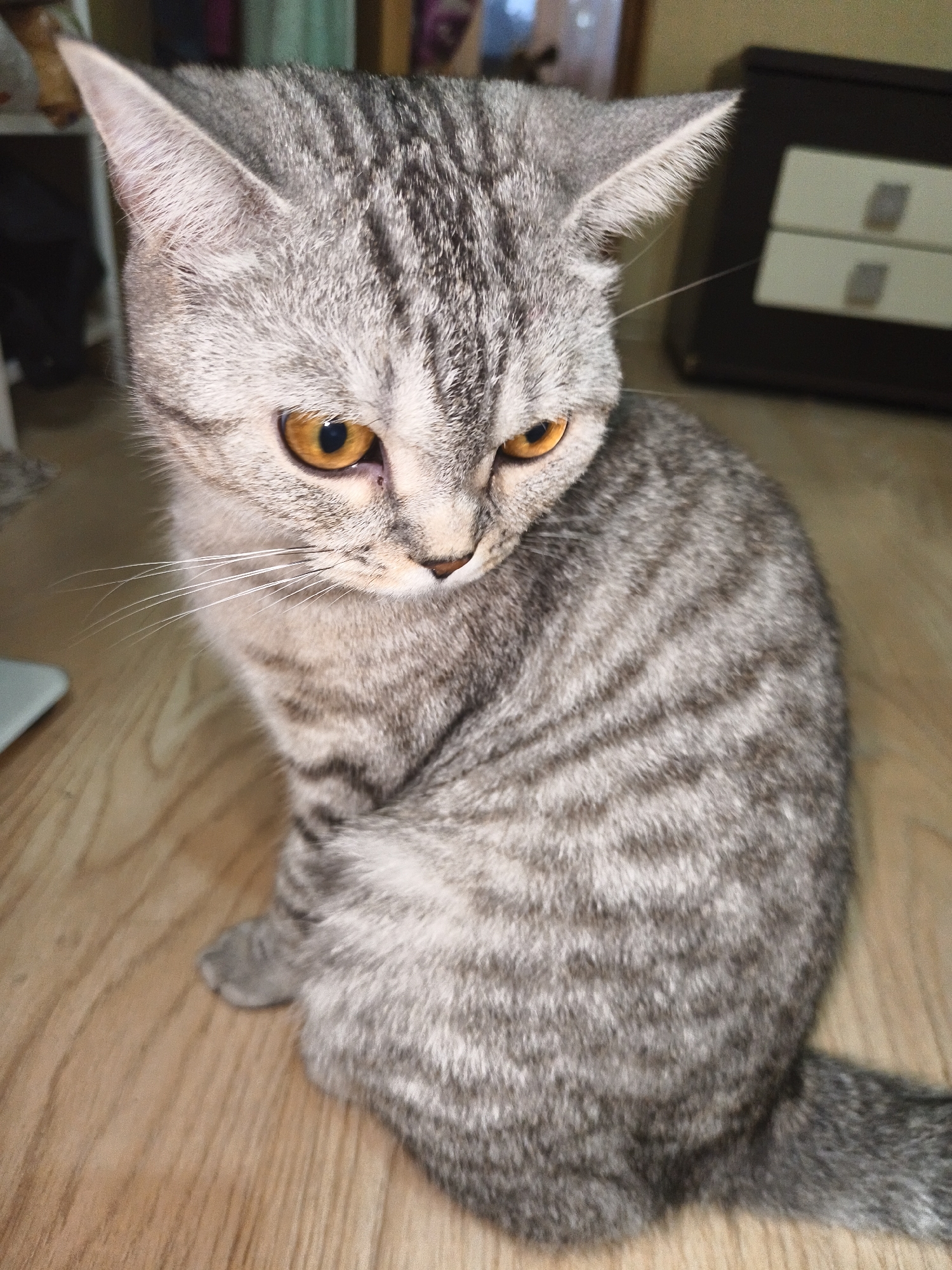 Grey tabby cat with amber eyes observed indoors