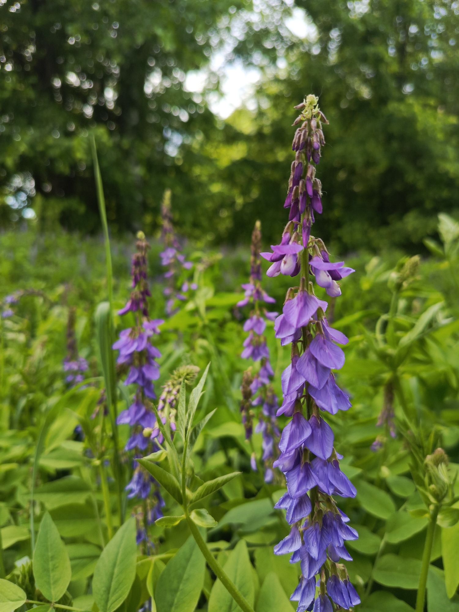Purple flowers and industrial bridges documented in morning photography session