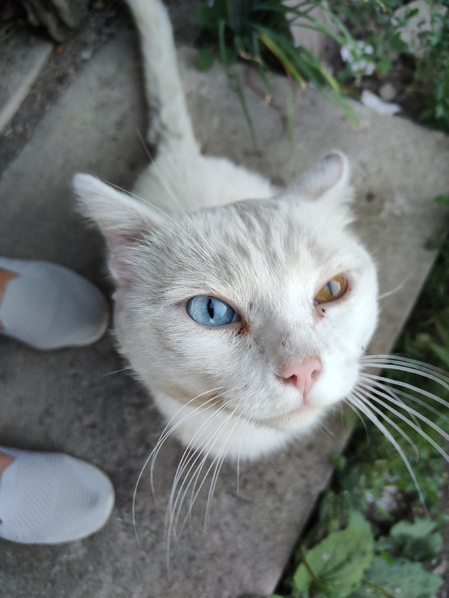 White cat with heterochromia looks up from a concrete surface