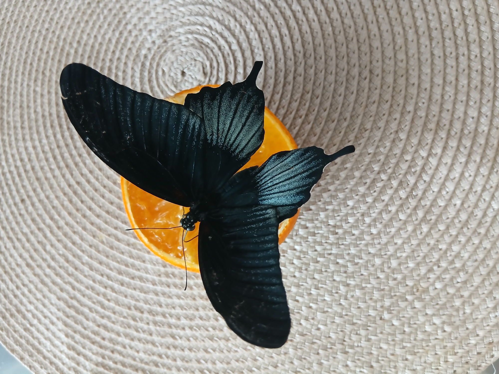 Butterflies, selfies, and a soapy car wash afternoon