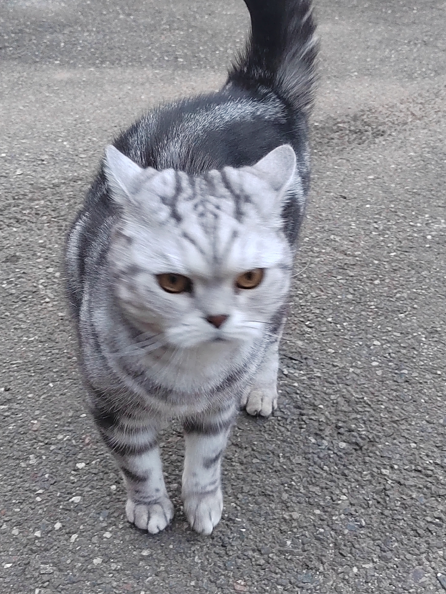 Gray tabby cat observed in domestic setting in Кукуи