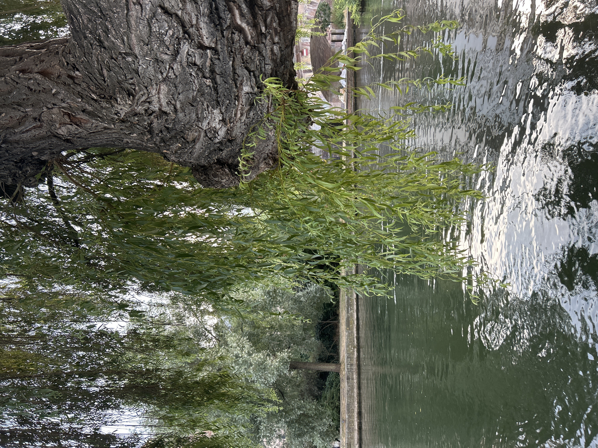 Willow tree draping over the Ill River, Strasbourg