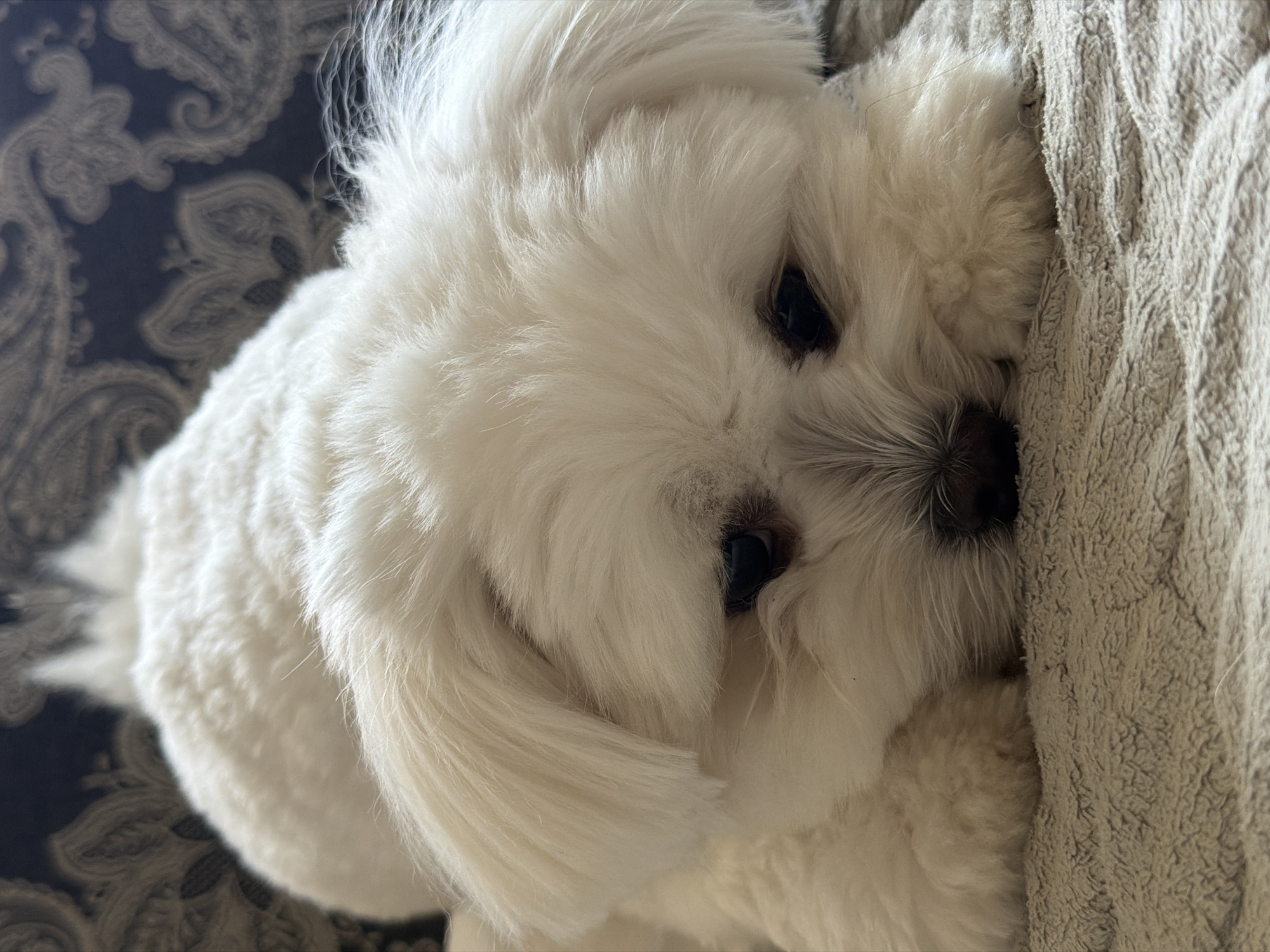 Fluffy white dog's lazy morning in Astana