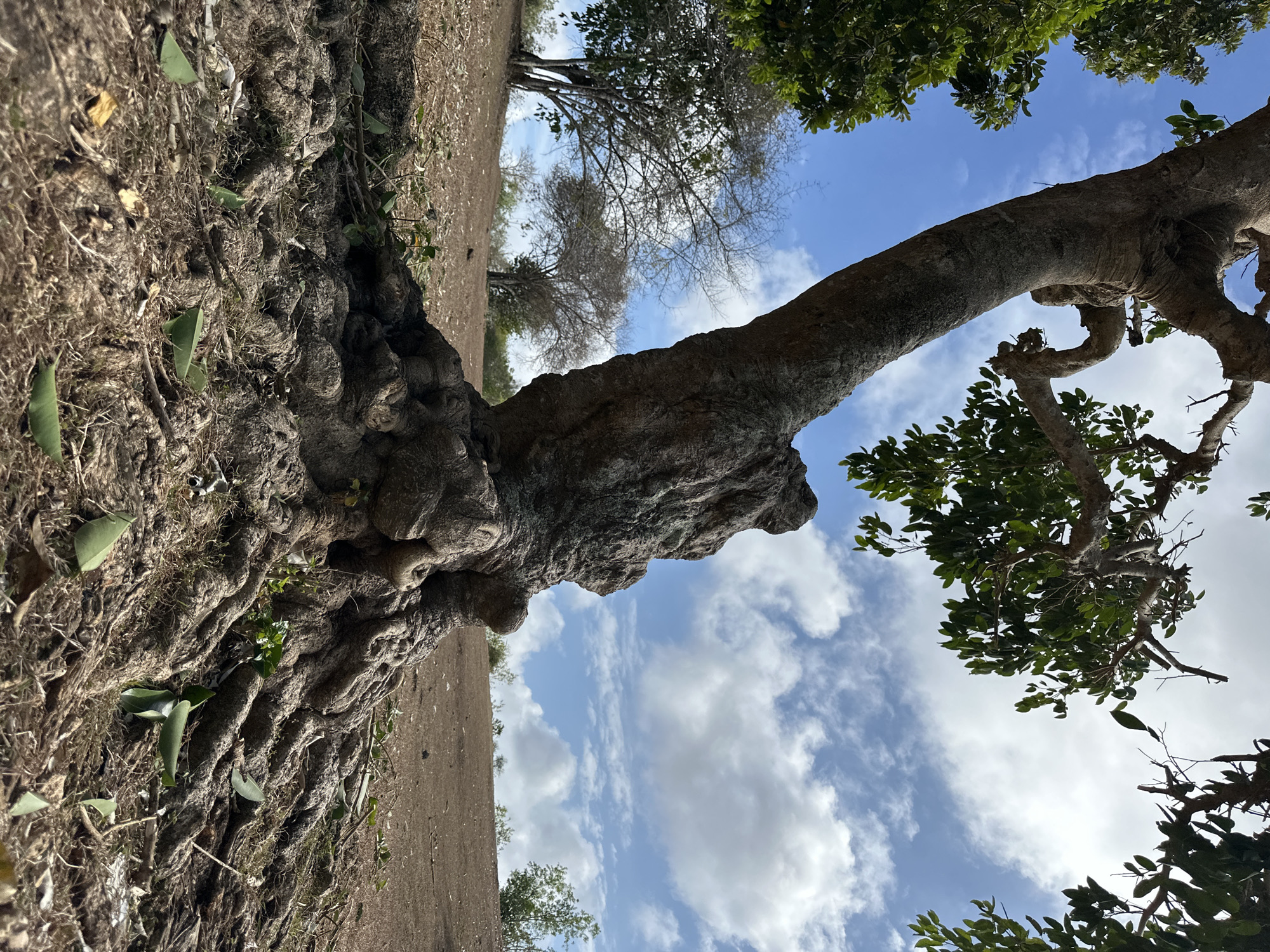 Ancient gnarled tree and exposed roots in Kuta Selatan
