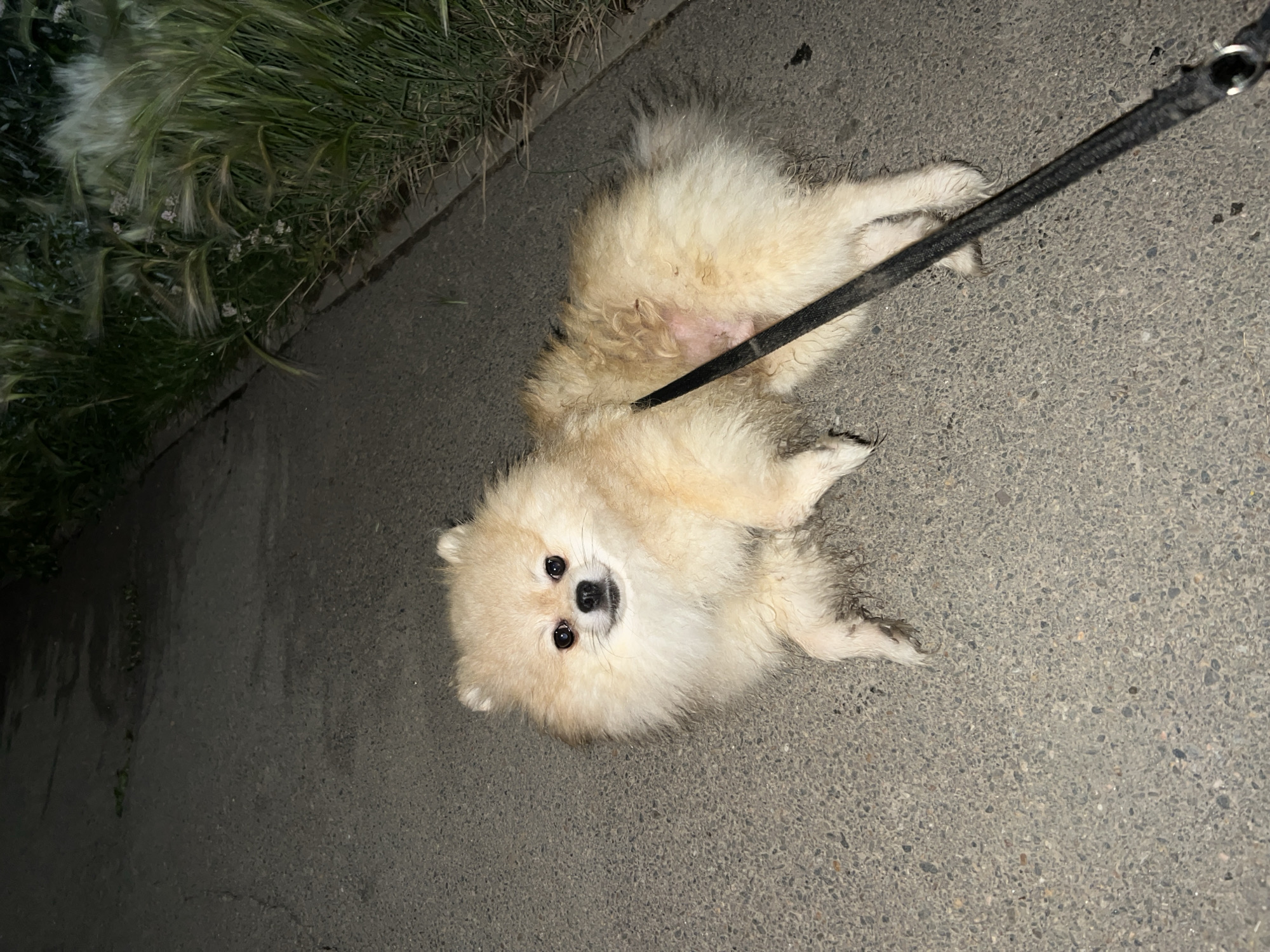 Leashed Pomeranian resting and standing on a paved outdoor path