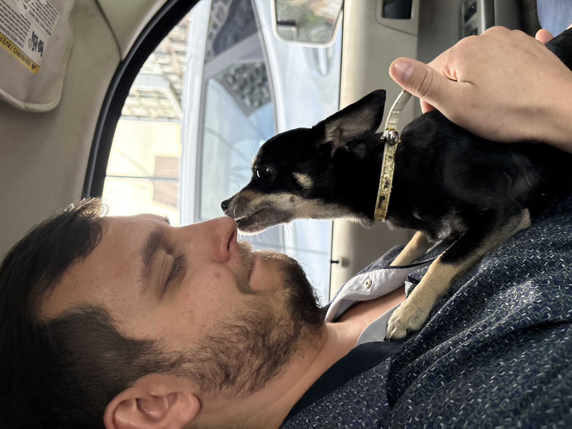 Chihuahua co-pilot cruising through Mytishchi on a summer afternoon