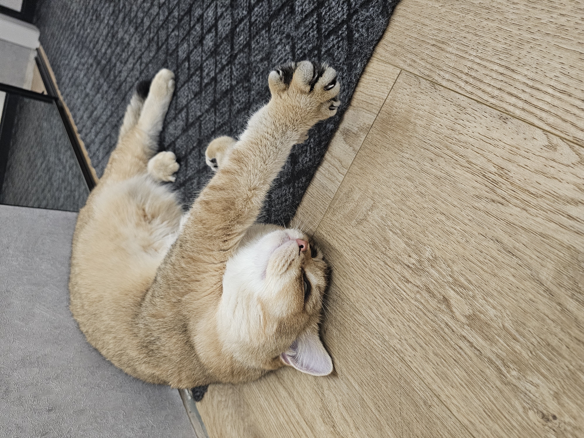Golden British Shorthair and a napping cat, Voronezh apartment