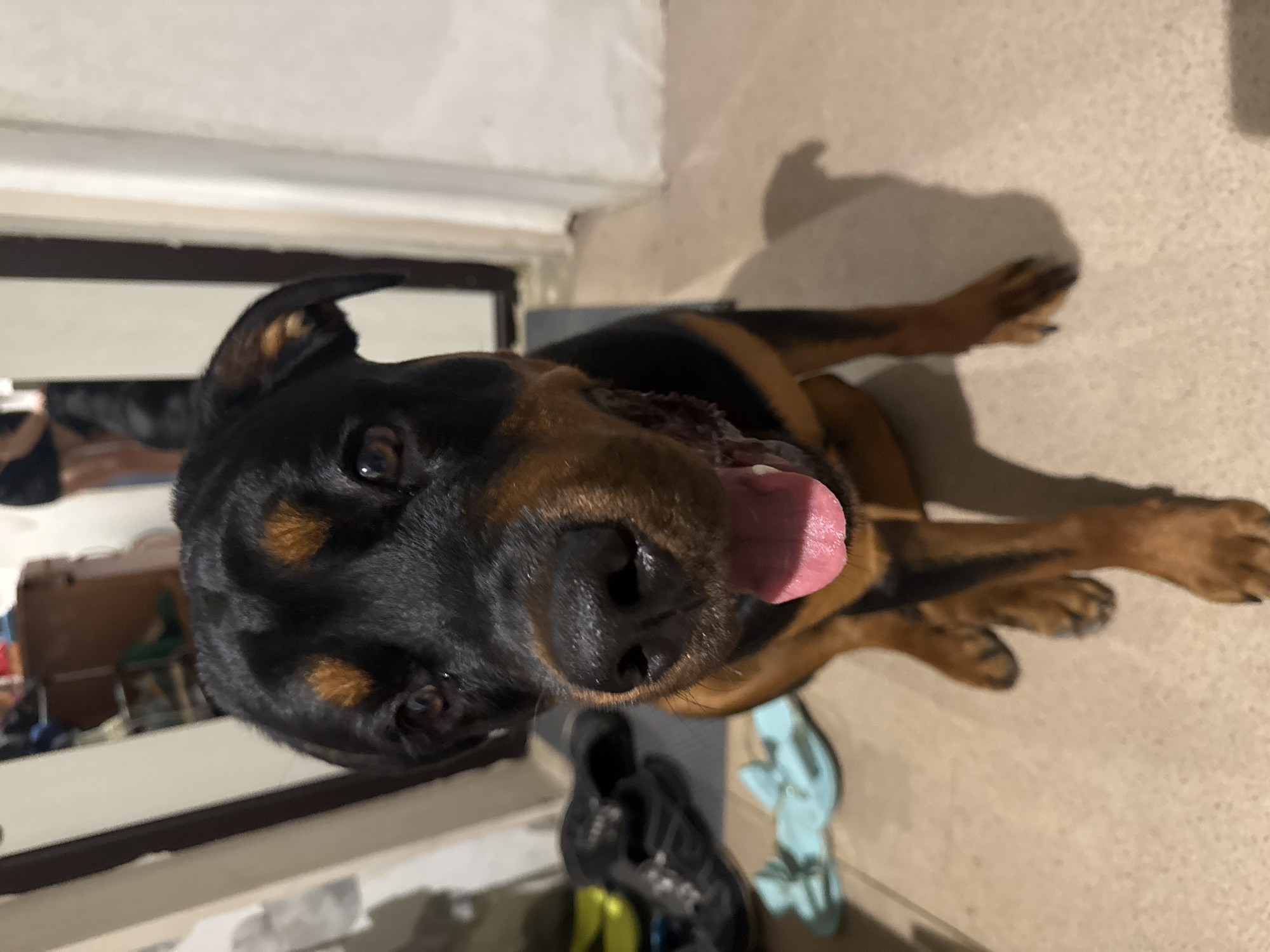 Rottweiler chills at home in Volgograd on a slow morning