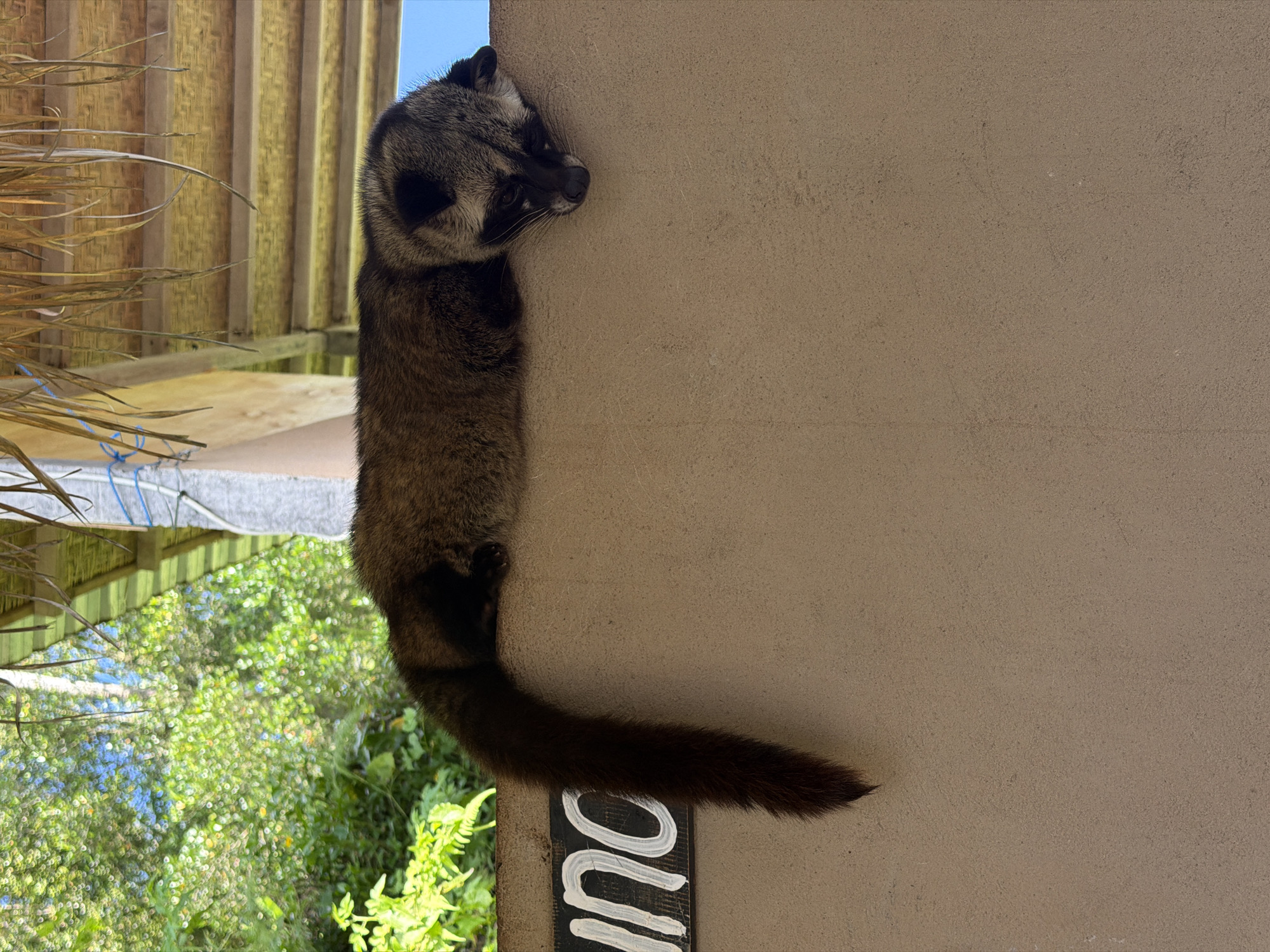 Morning wildlife sightings documented in Tampaksiring, Indonesia