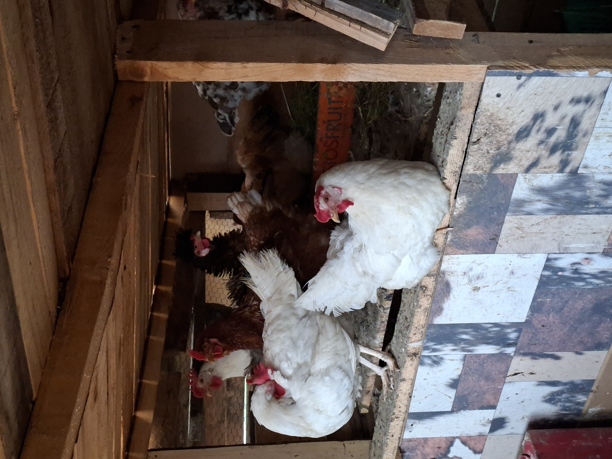 Domestic animals documented in rural Bulgarian village setting