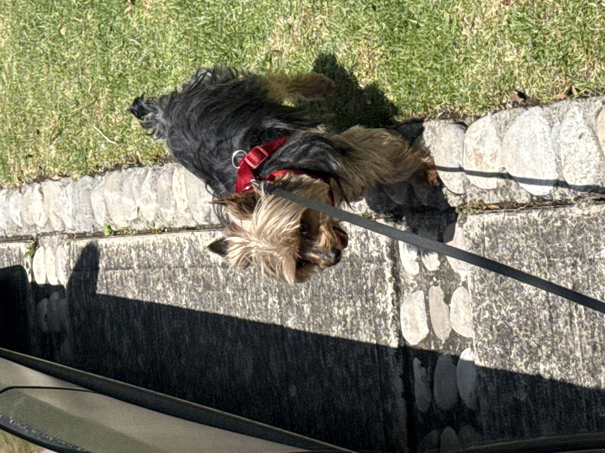 Yorkshire Terrier Takes Evening Walk in Mexican Town