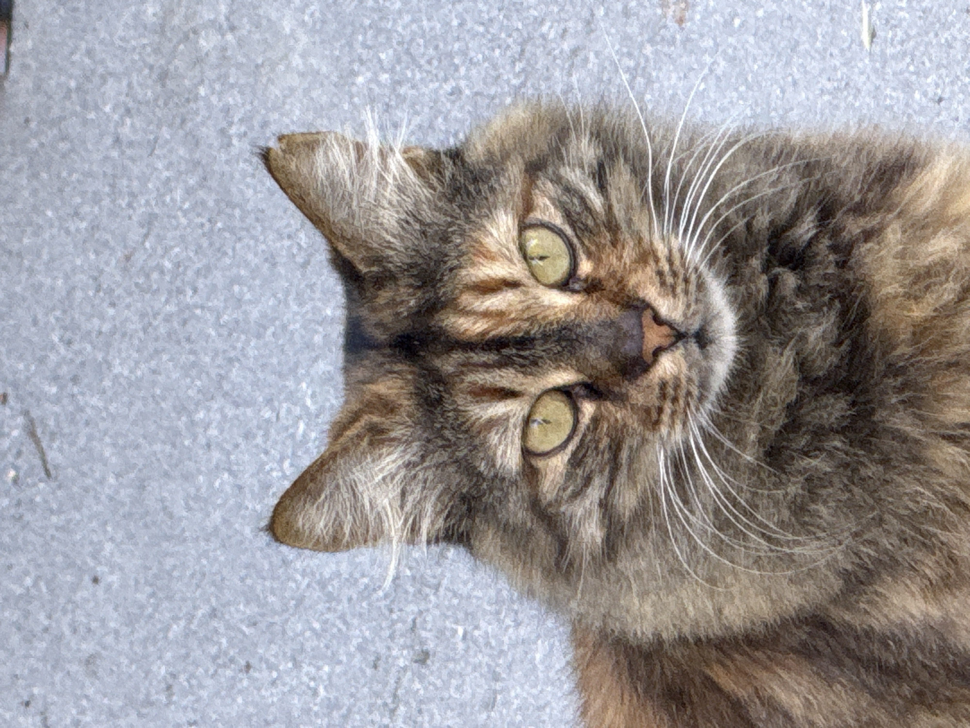 Afternoon life documented: cats, fruit, selfies, children playing