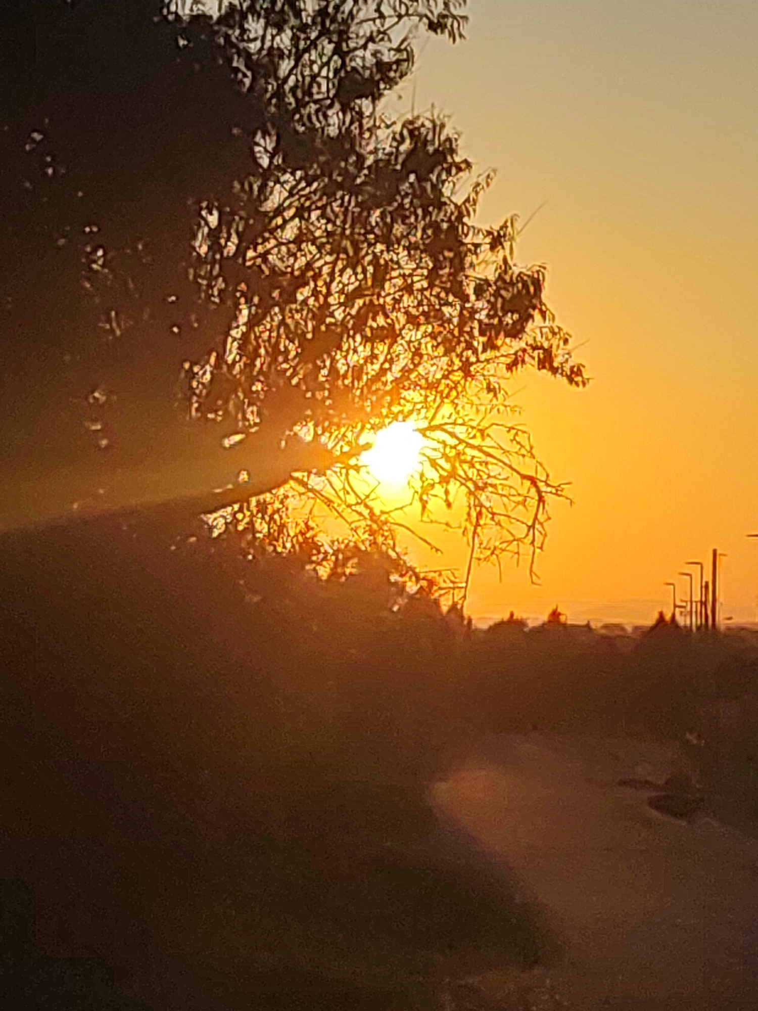 Golden hour light across Sobradillo's streets and trees
