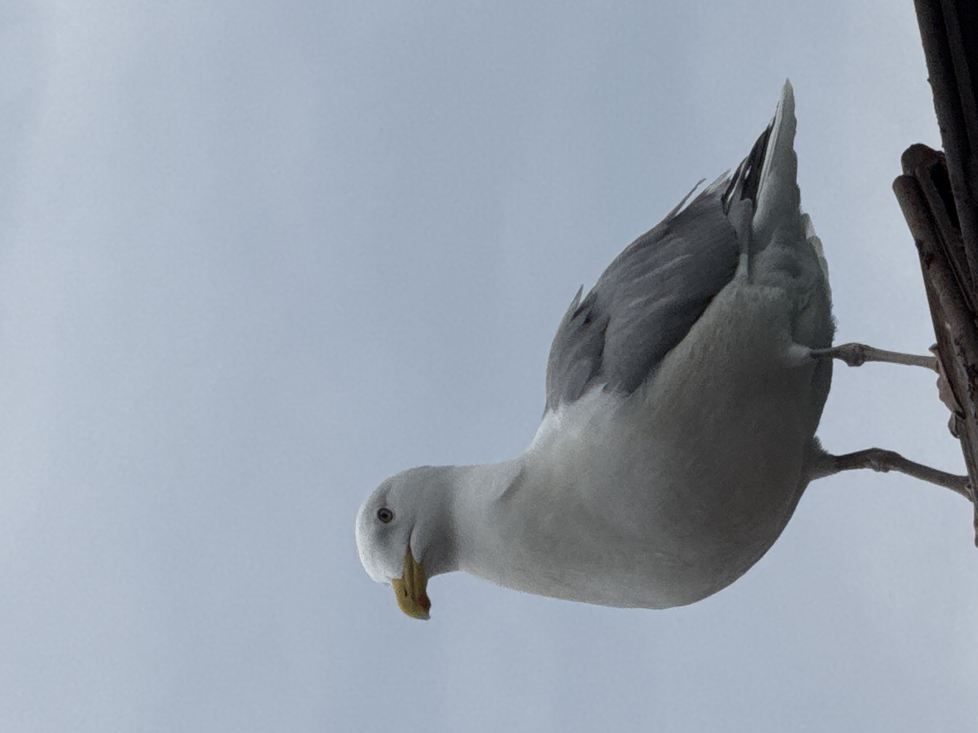 Tourist feeds seagulls from boat on Lake Baikal