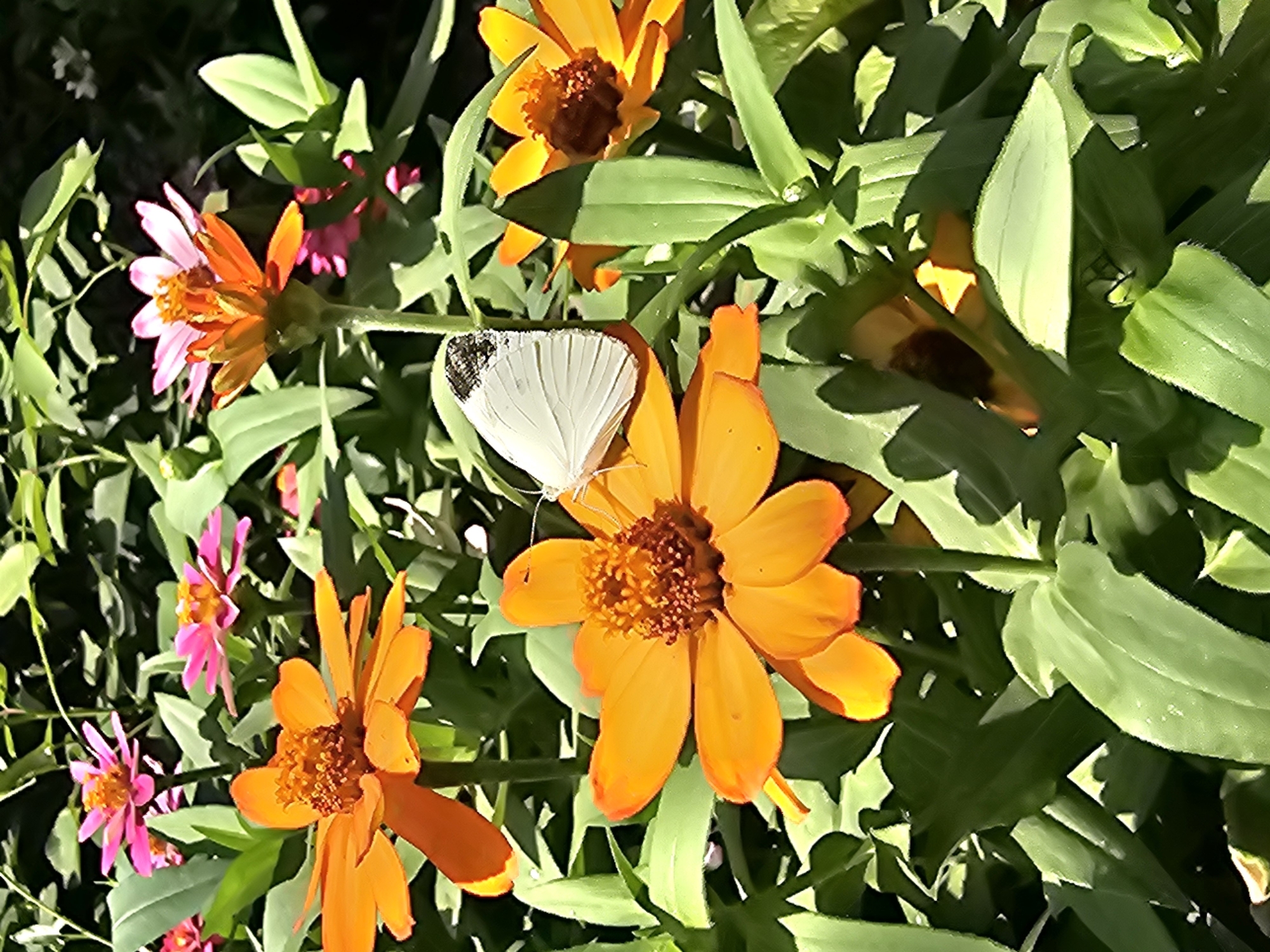 Butterflies and zinnias in a garden in Özgön, Kyrgyzstan