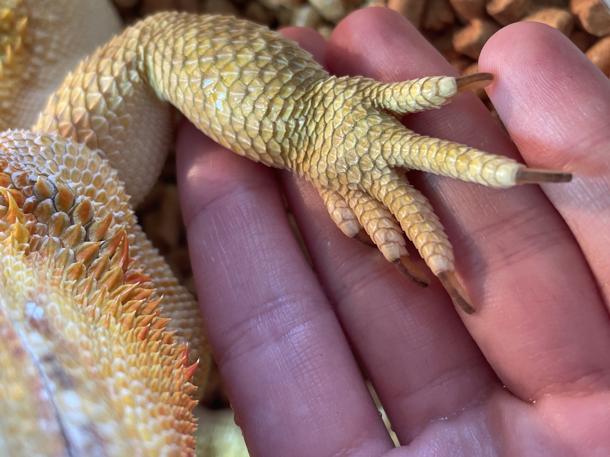 Exotic pets and breakfast in Hrodna, Belarus