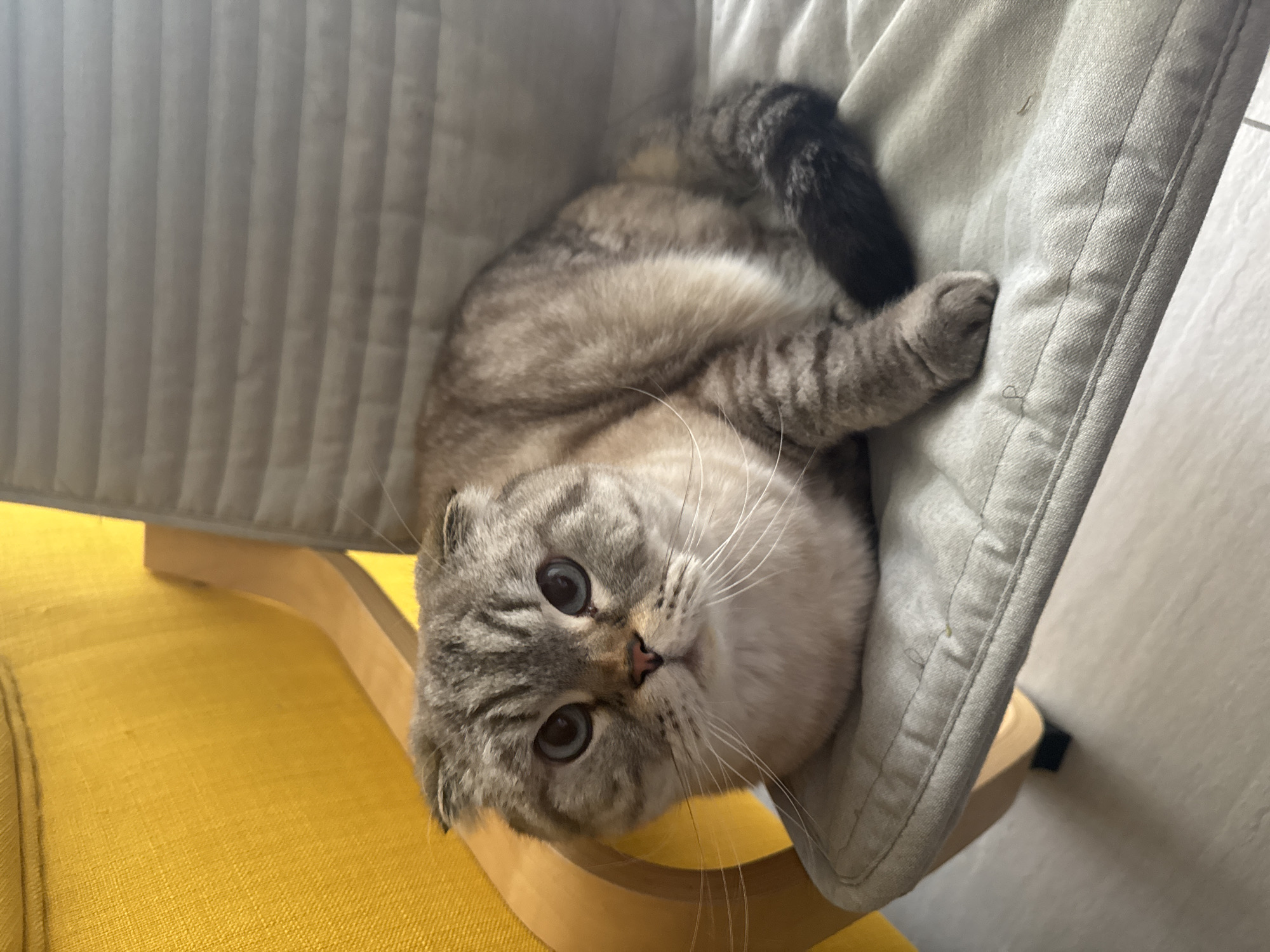 Scottish Fold cat spotted lying upside down in chair