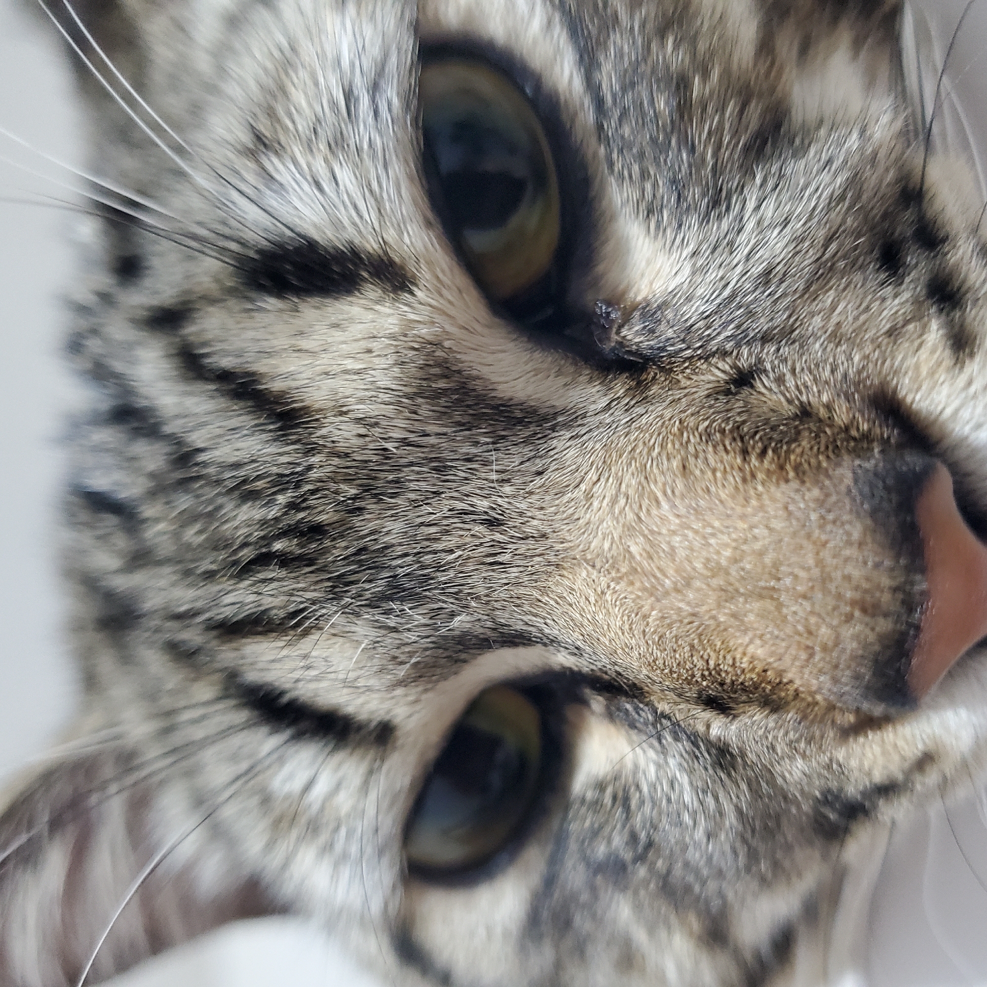 Tabby cats photographed in Curitiba morning hours