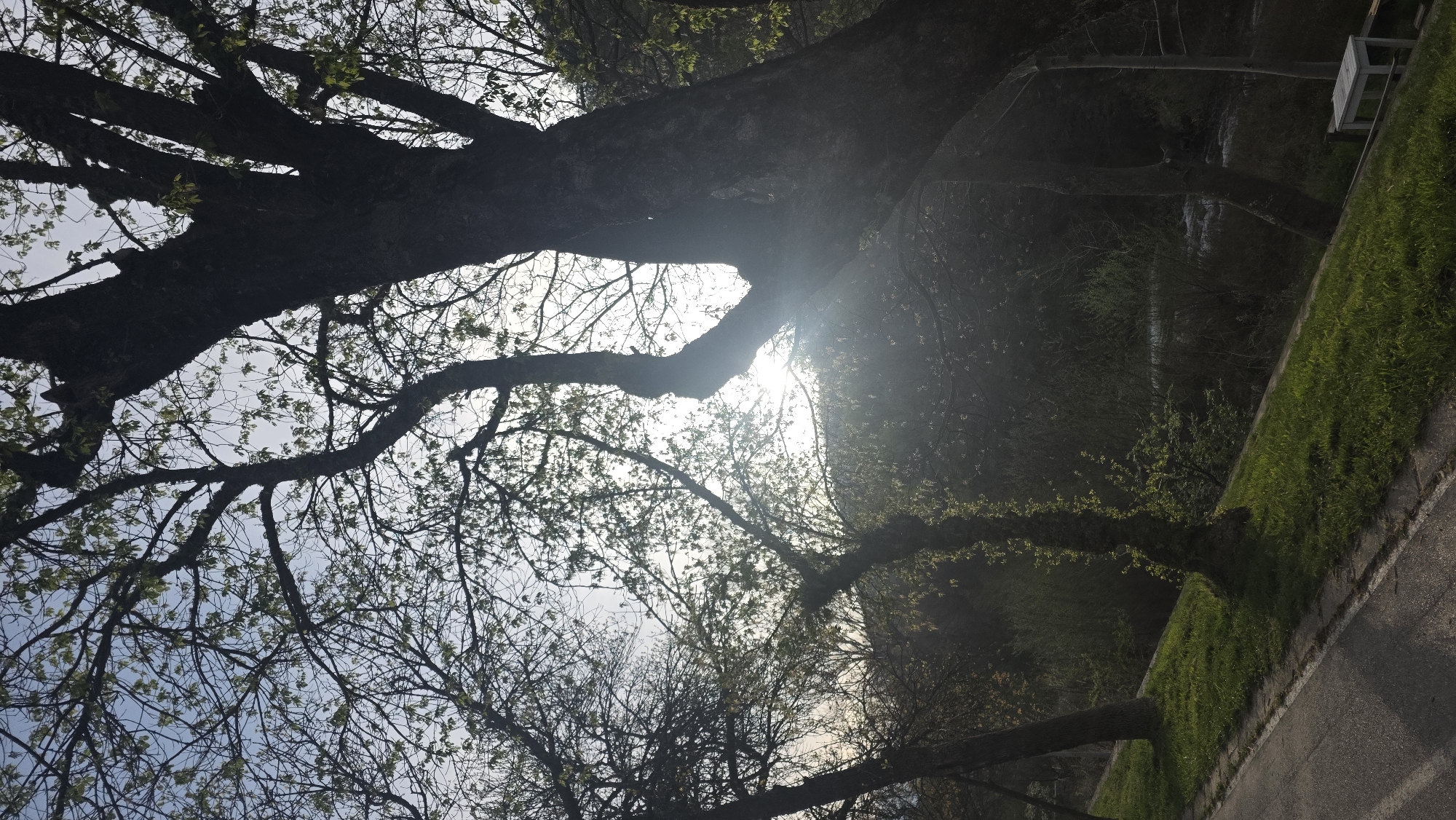 Spring tree canopy observed in early morning Blagoevgrad
