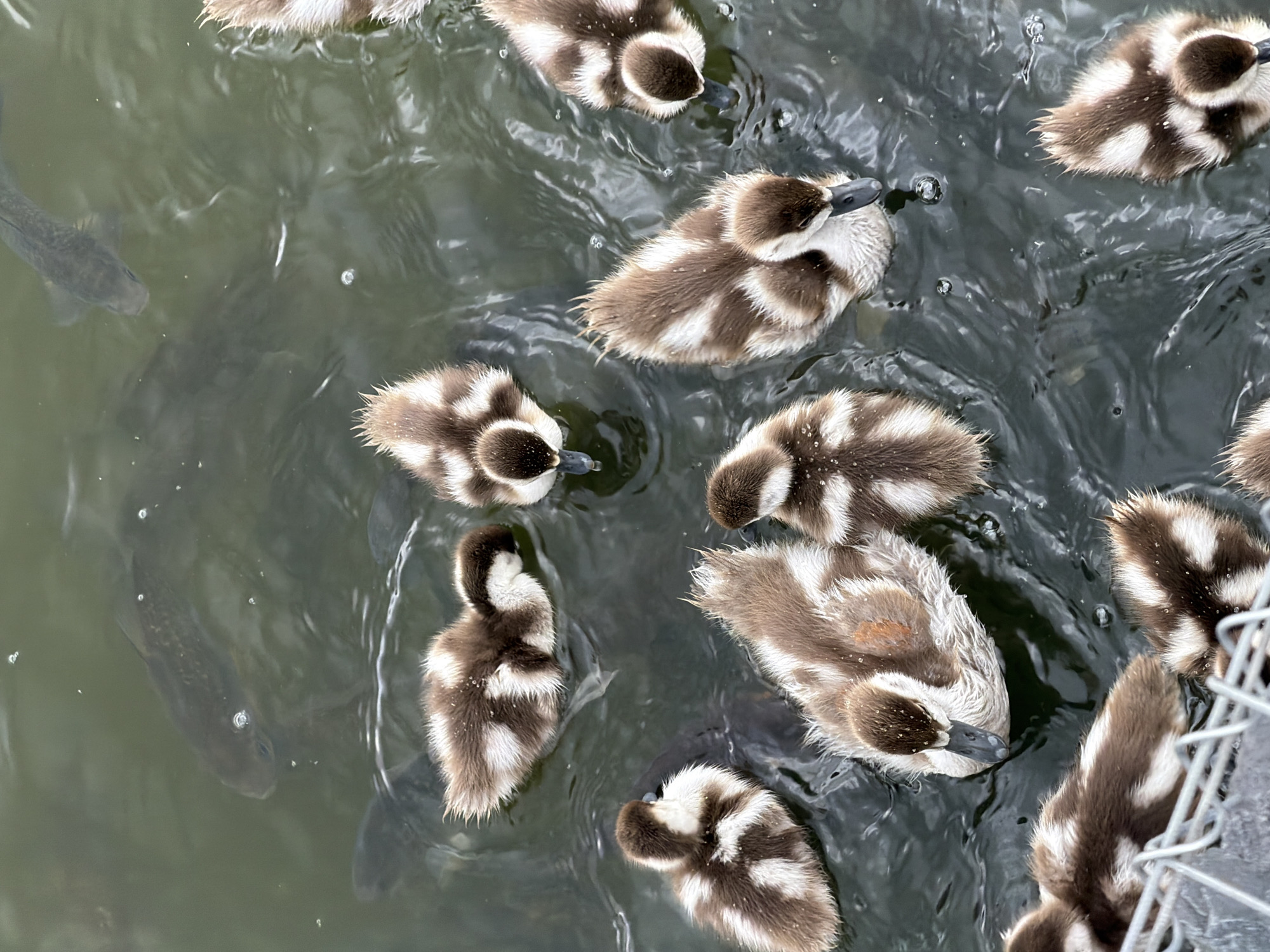 Birds, pond life, and city construction at an urban park