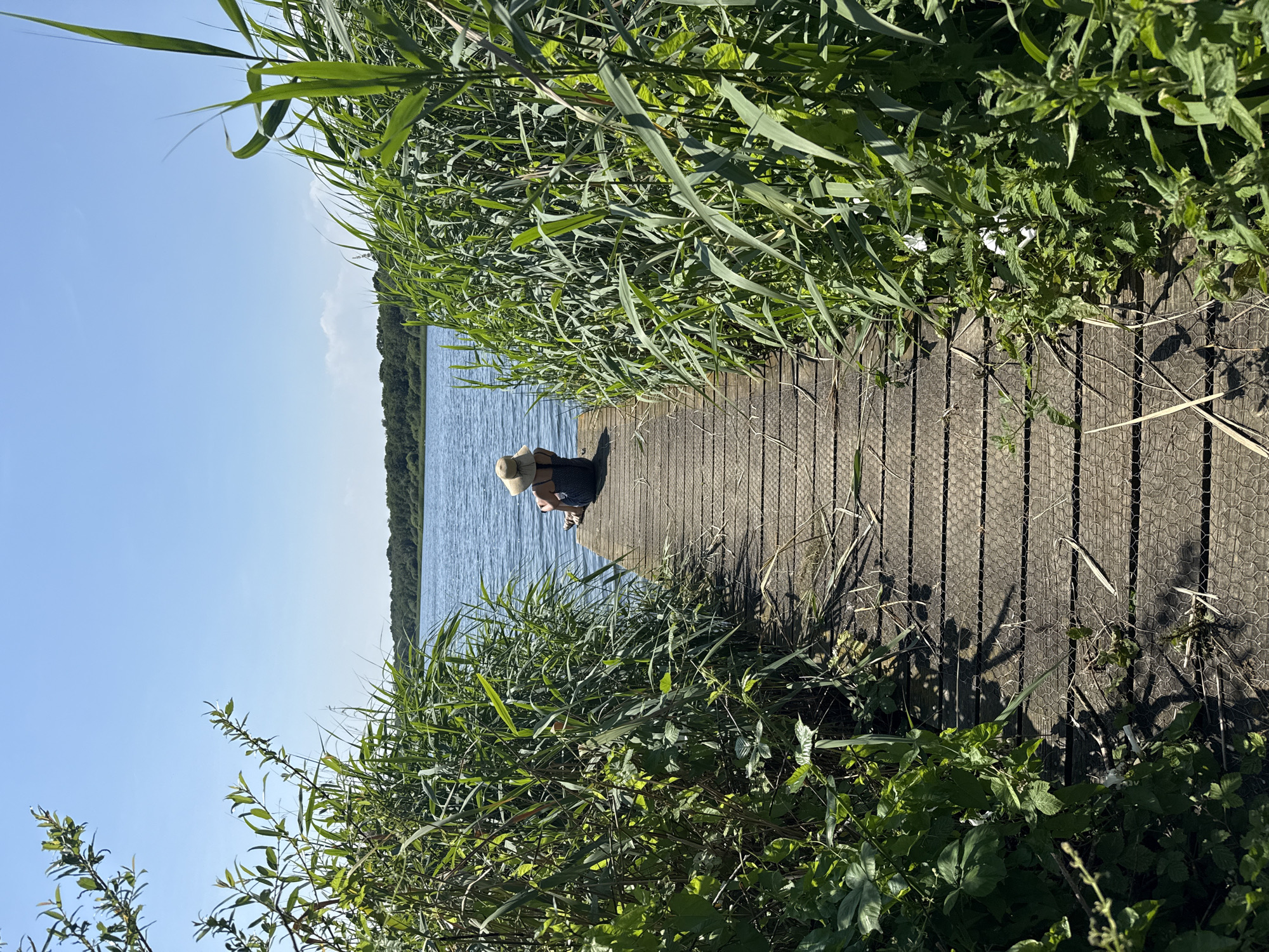 Lazy afternoon by the water near Great Yarmouth, ducks and swans included