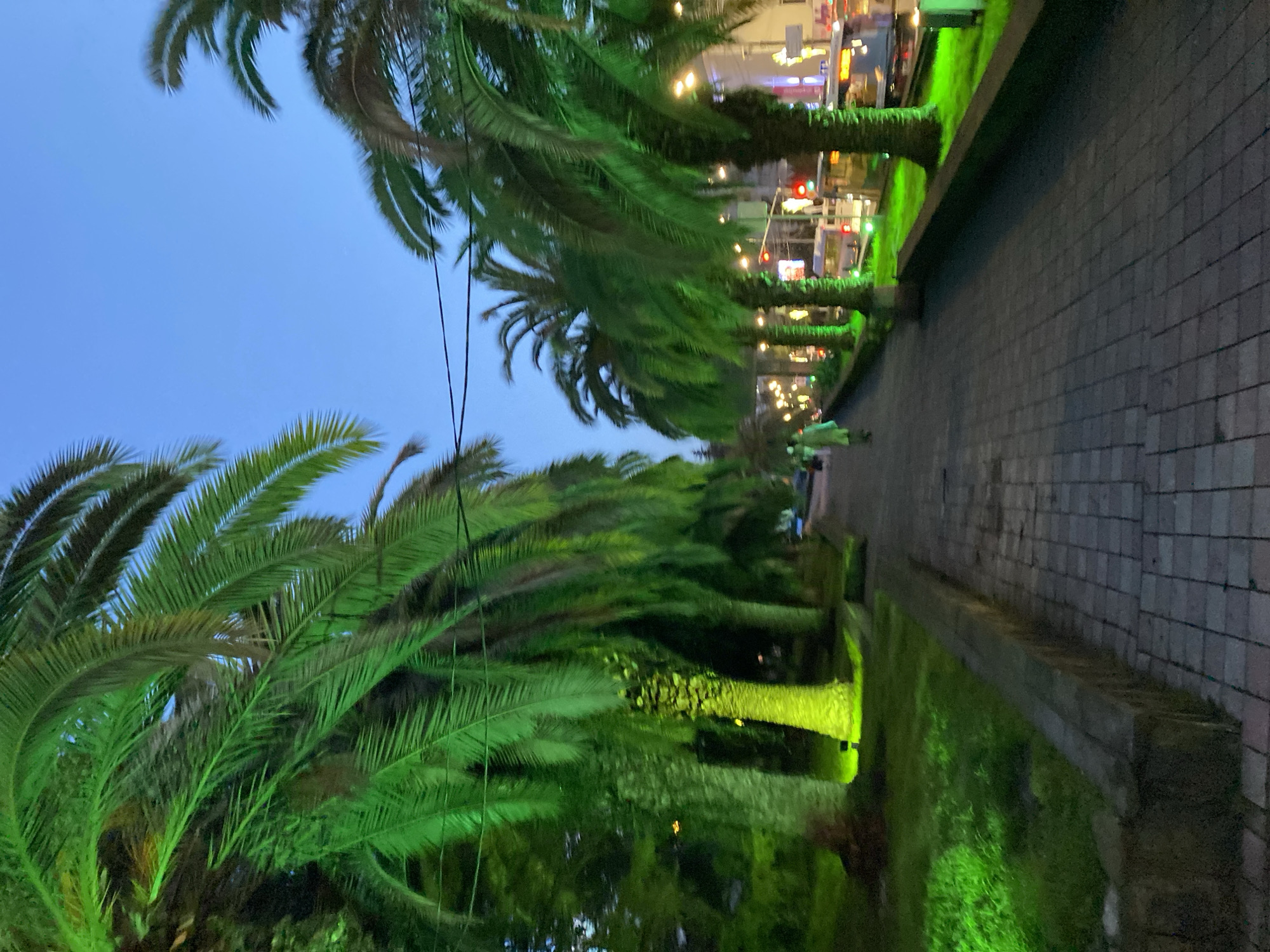 Green-lit palm walkway observed in Sochi, Russia